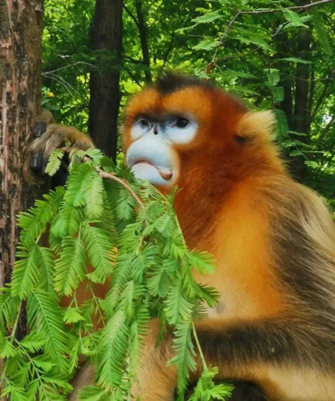现实版《大圣归来》国家一级保护动物金丝猴来城固"串门" 近日,在汉中