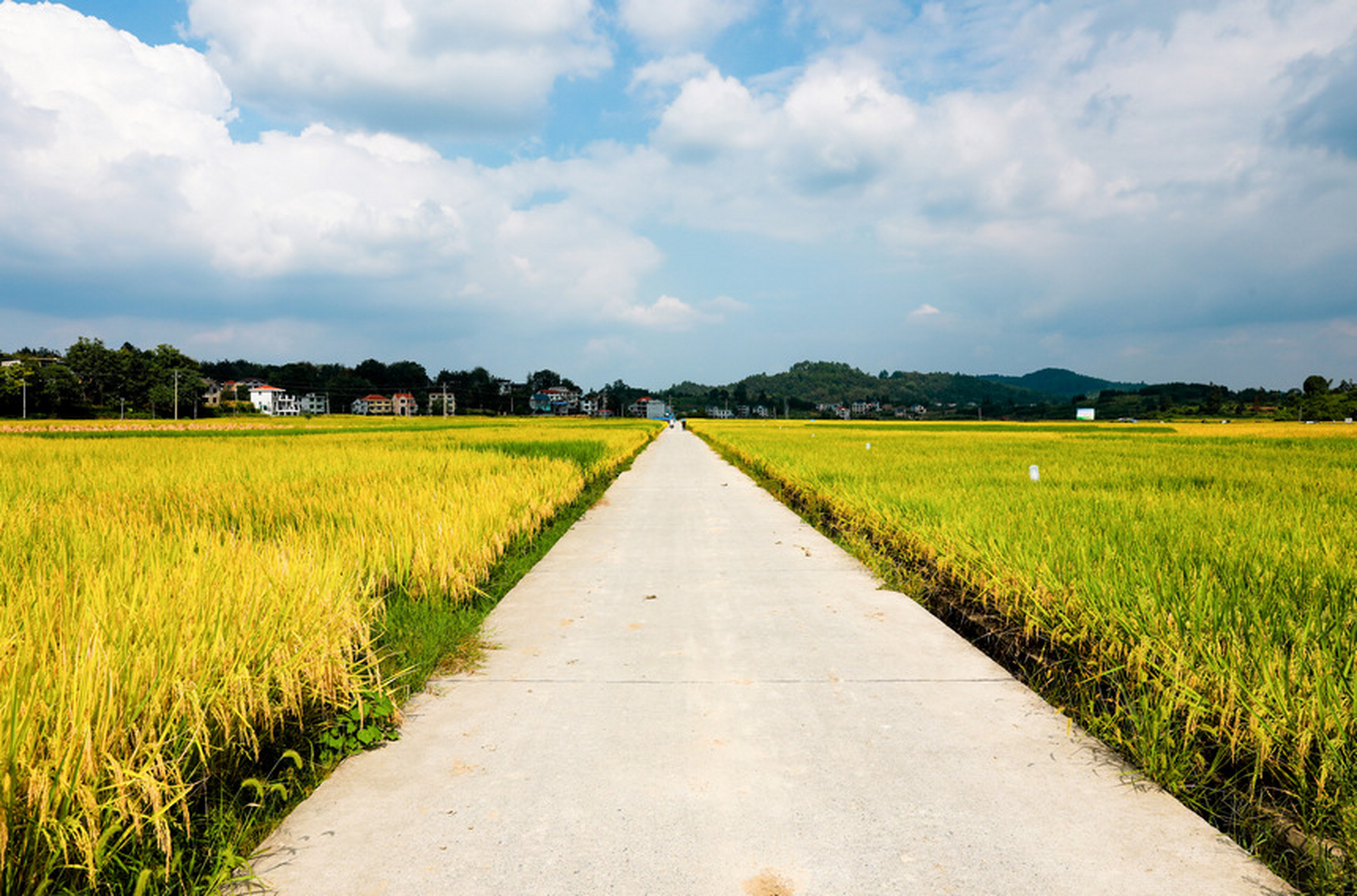 贵州省黔东南苗族侗族自治州天柱县渡马镇新民村金黄的稻田与青山