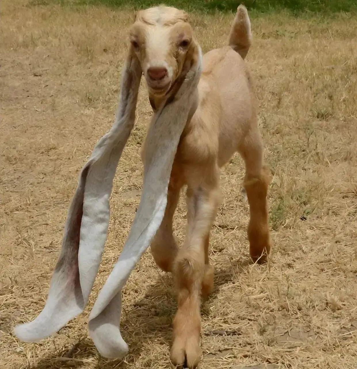 长耳山羊(beetal goat)是一种起源于南亚的山羊品种,也叫巴基斯坦长耳