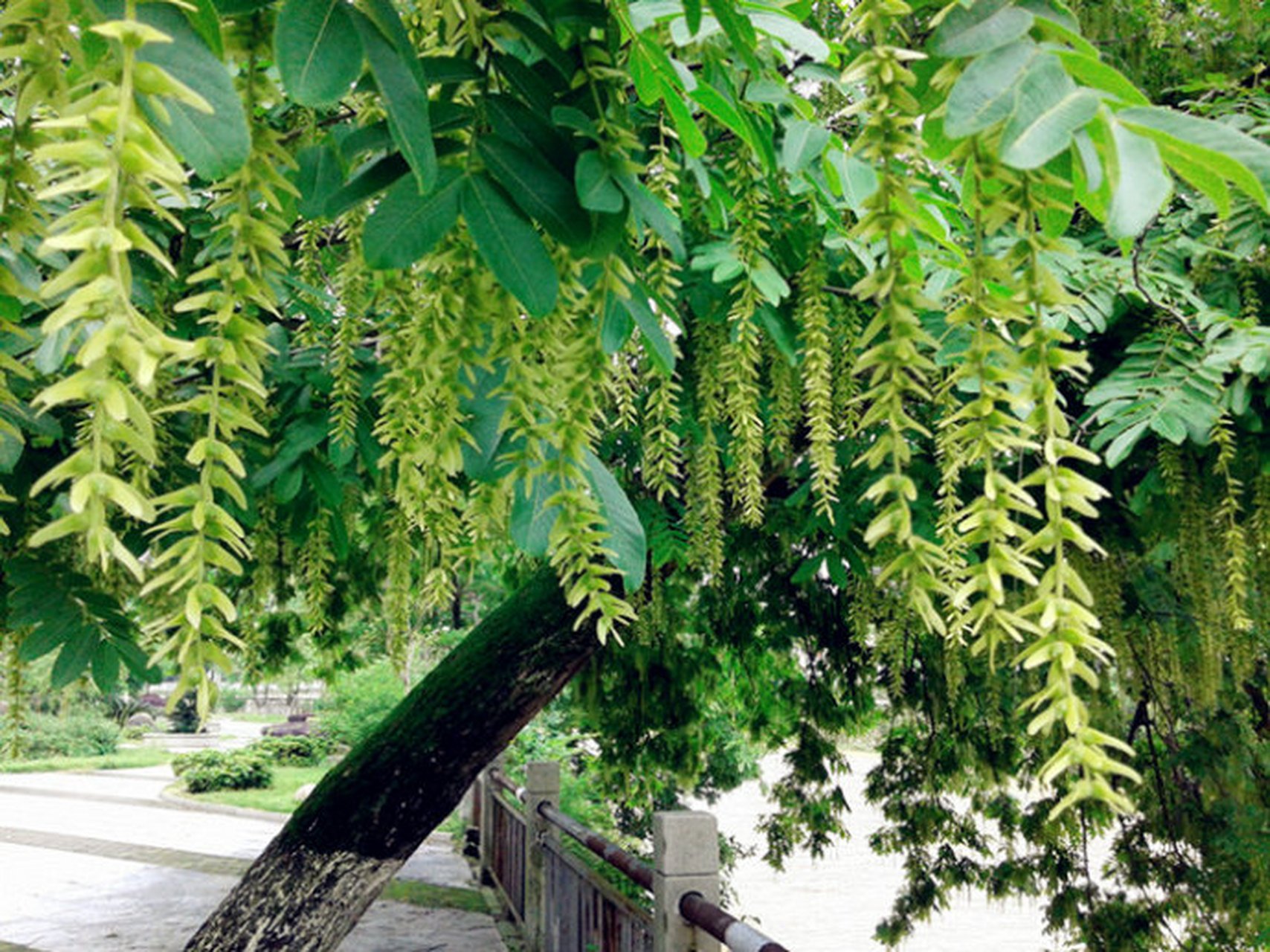 新韵 大树枫杨,雄驻一方. 似圆蓬,翠绿繁昌. 枝枝碧玉,串串玲珰.