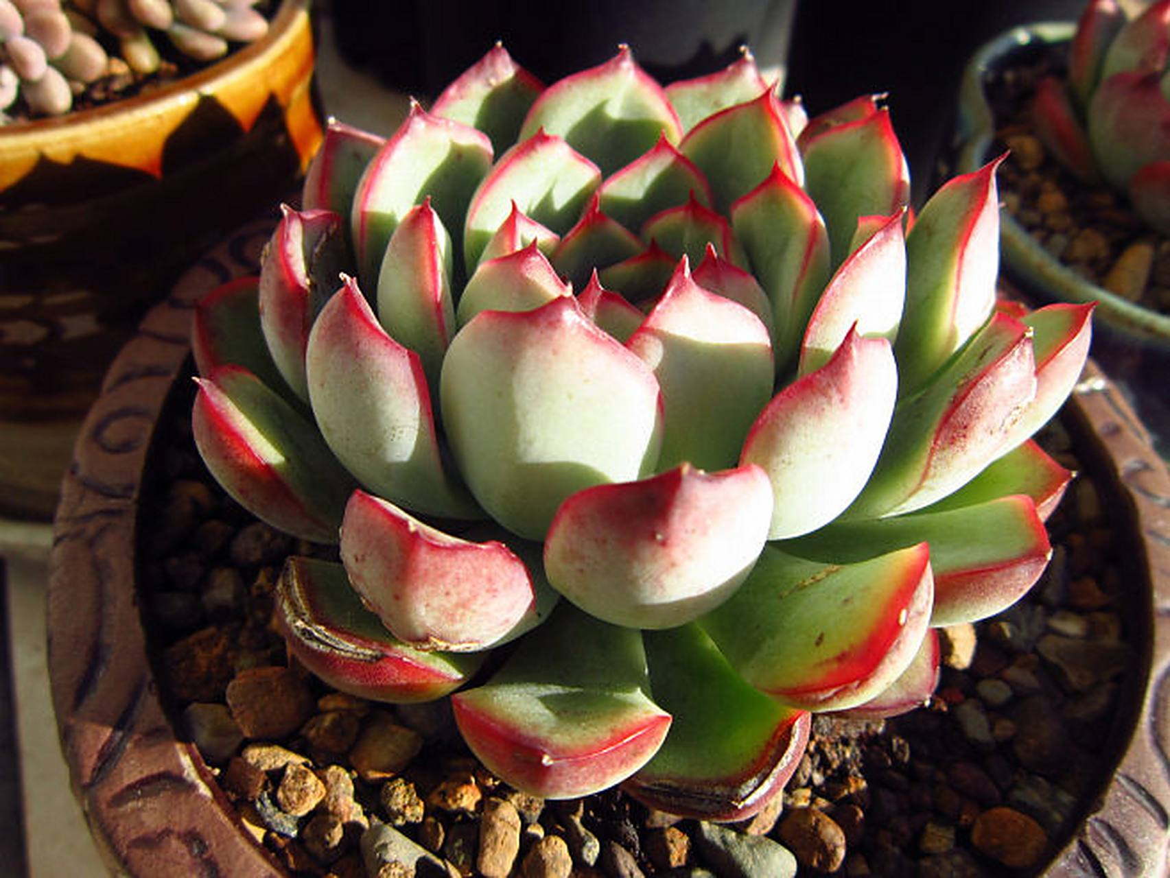 花月夜是景天科 拟石莲花属 非常经典的莲花座形多肉品种