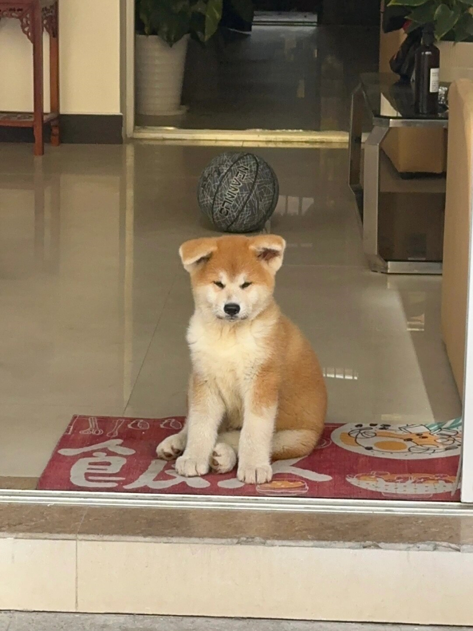 秋田幼犬  秋田幼犬的颜值真的超级高!