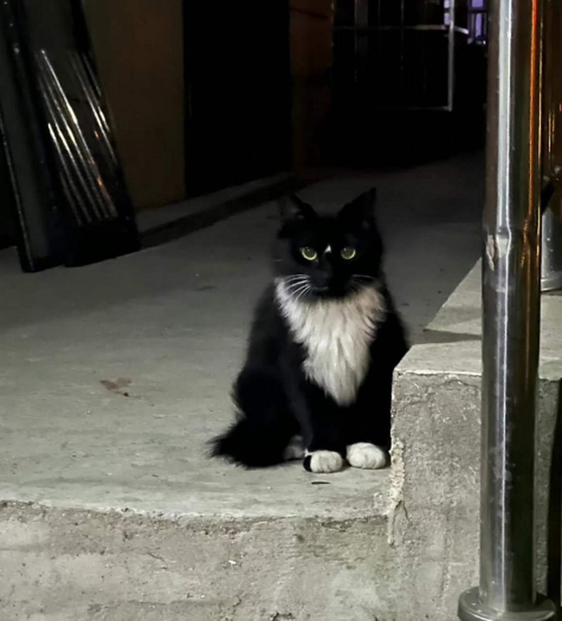 包青天猫,也太好看了吧