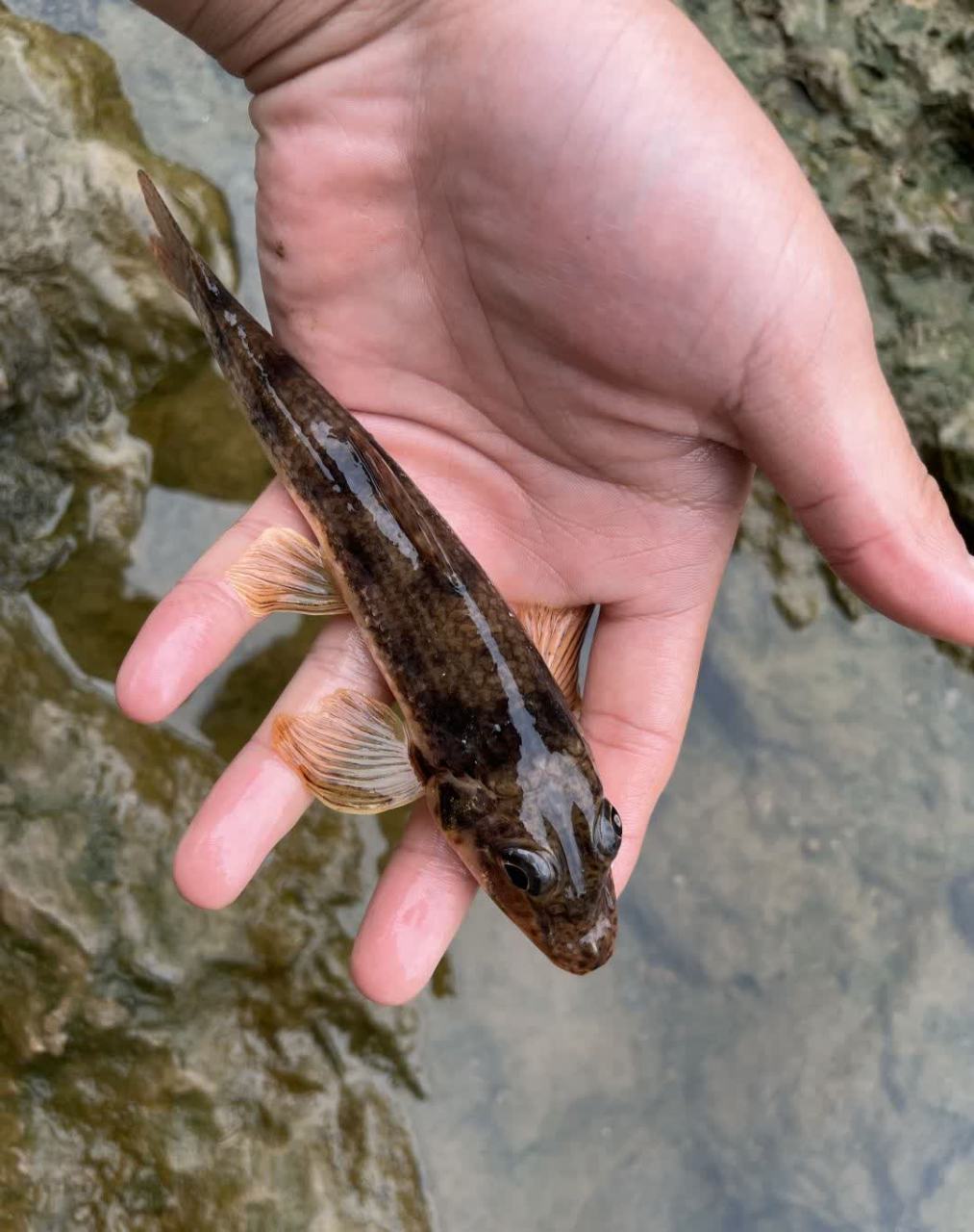 好可爱,请问这是什么鱼?[抠鼻]