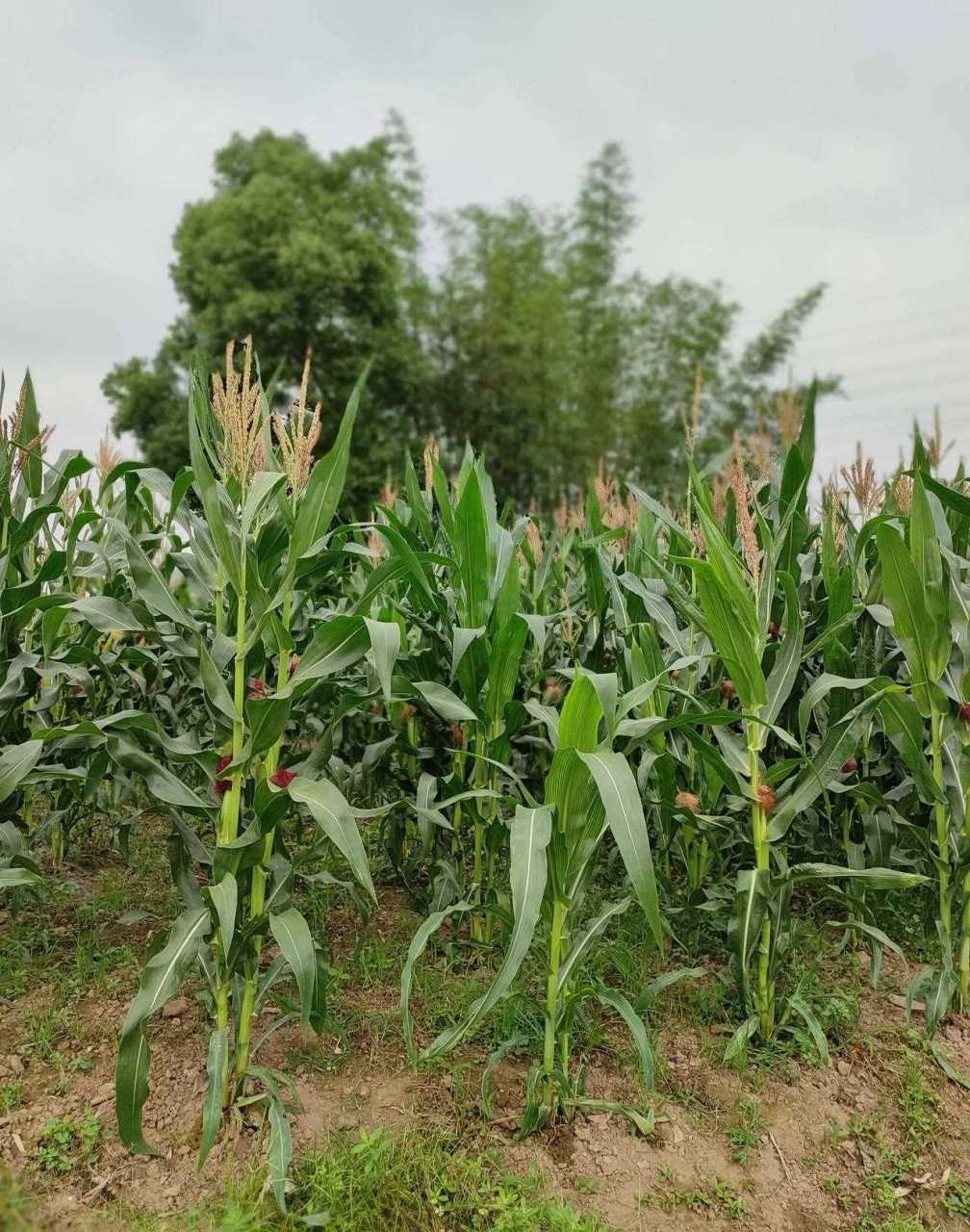 你我家表叔娘是我见过最邋遢,最不讲卫生的一个人,她家喂了很多鸡鸭