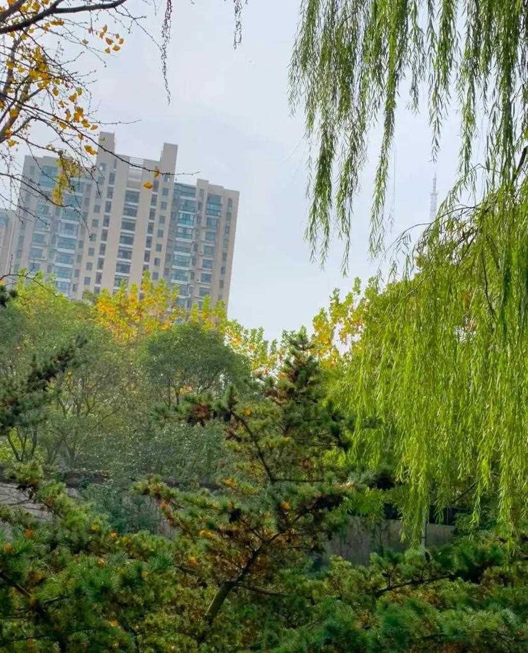 行走中的风景,北菁园随手拍美景(三)        杨柳青青微黄,轻轻拂动