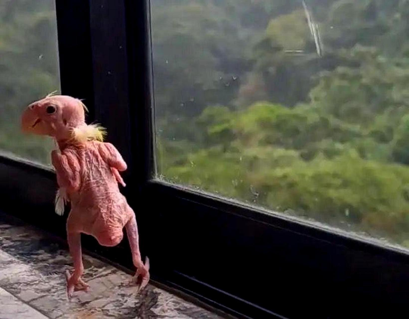 如果我猜得没错,这是一只小雏鹰.