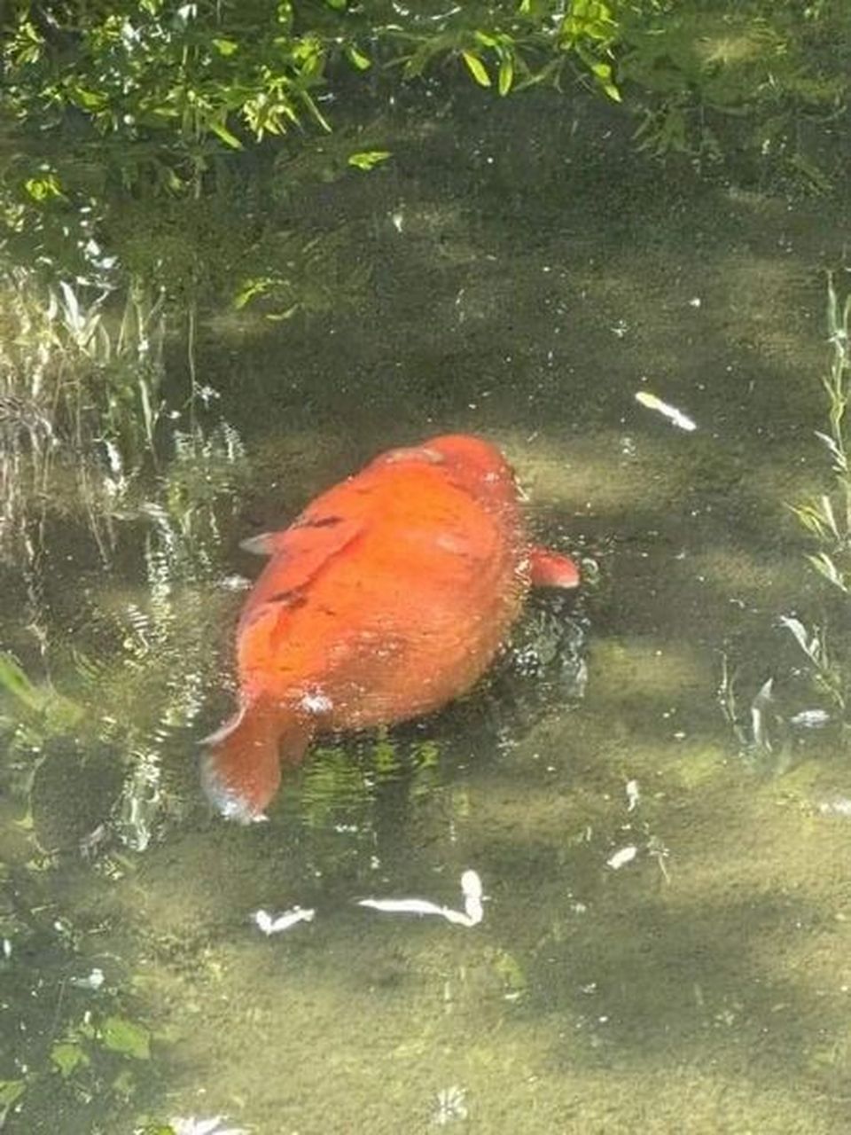 这鱼吃什么了,这么胖!#趣图搞笑