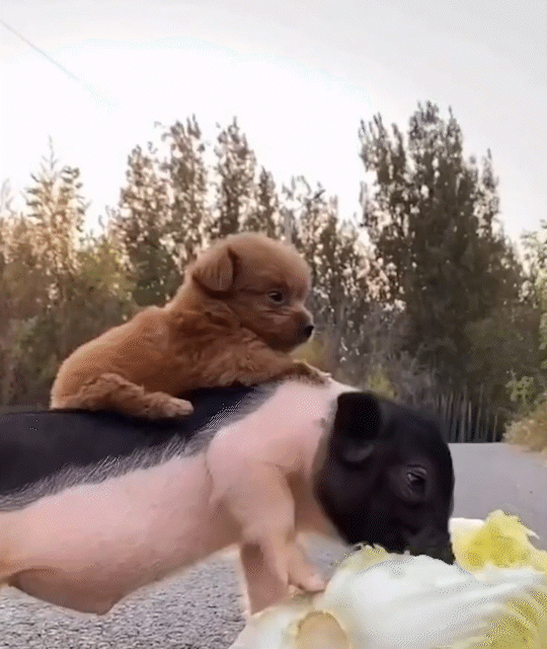 谁说猪狗不和?  #笑到爆的动图