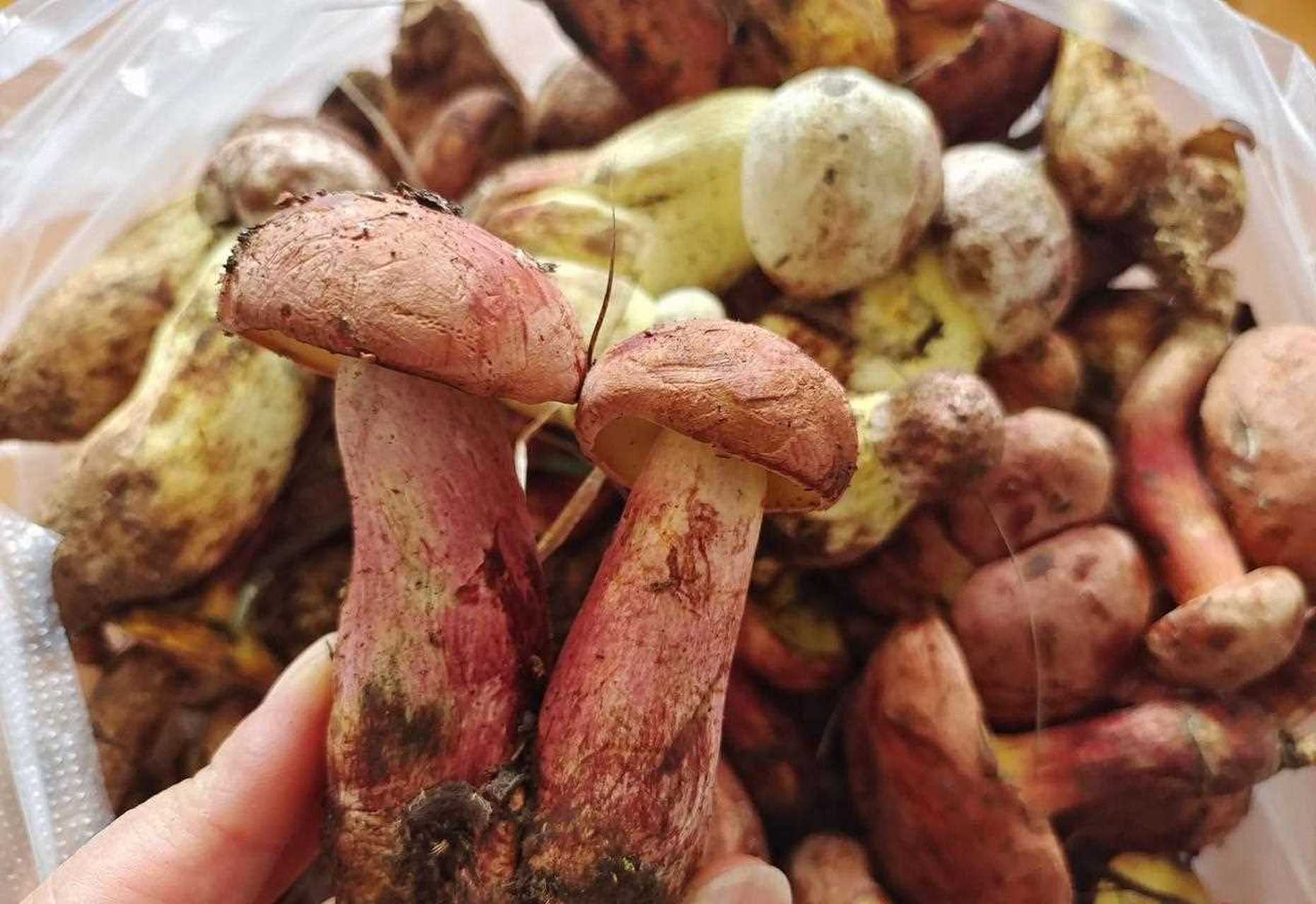 菌子上市,如何区分红葱和白葱菌?