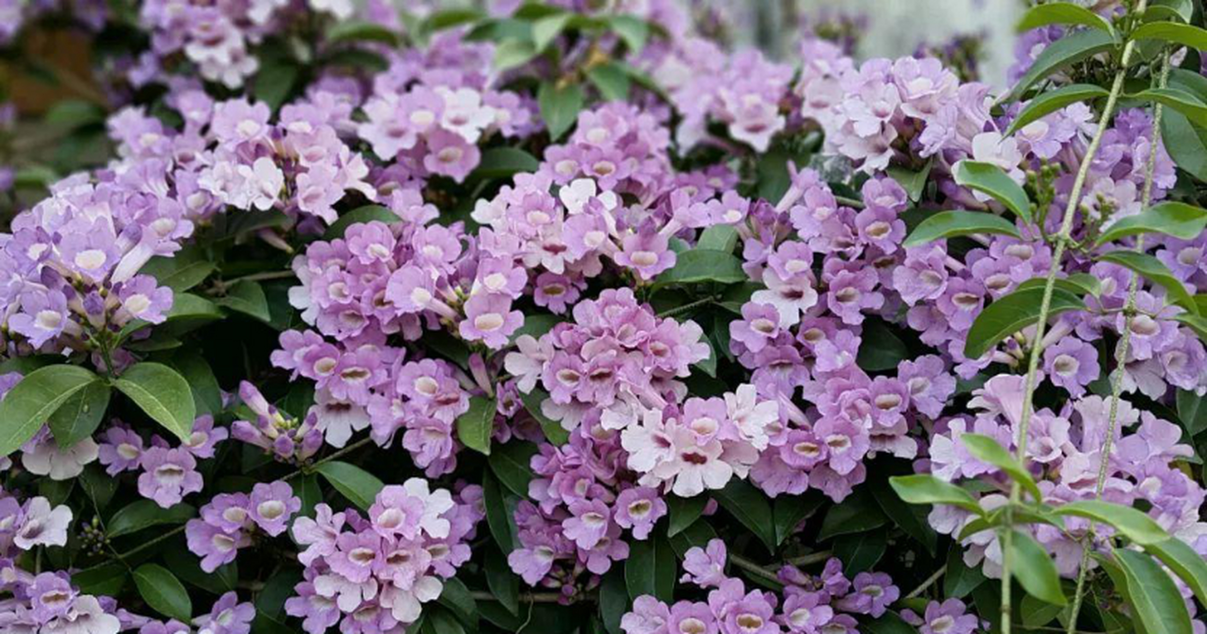 蒜香藤因花叶有大蒜的气味而得名,其生性强健,较耐干旱和贫瘠,而且