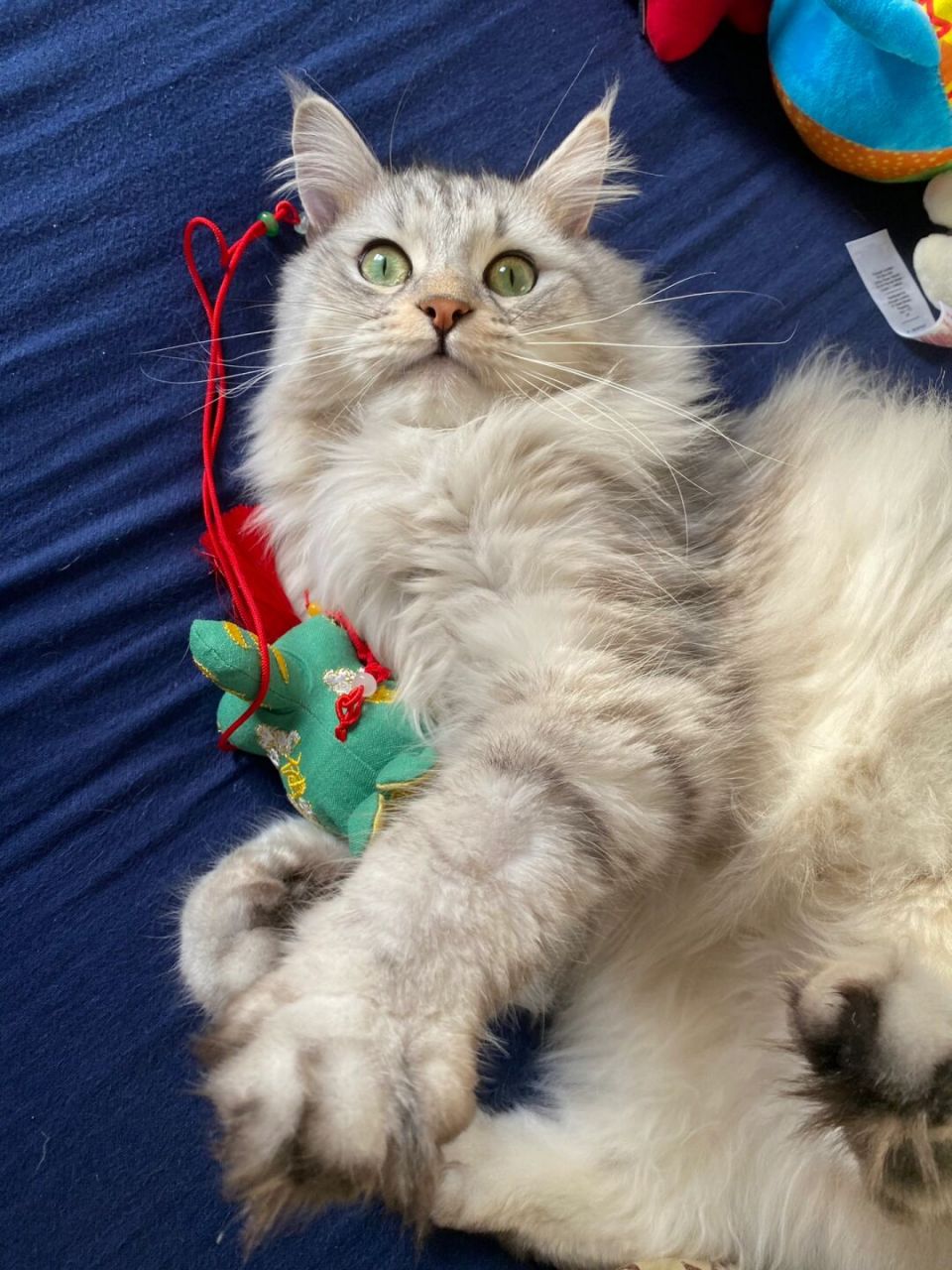 我以为布偶已经很狗了,直到我养了西森 从没见过这么狗的猫,每天躺我