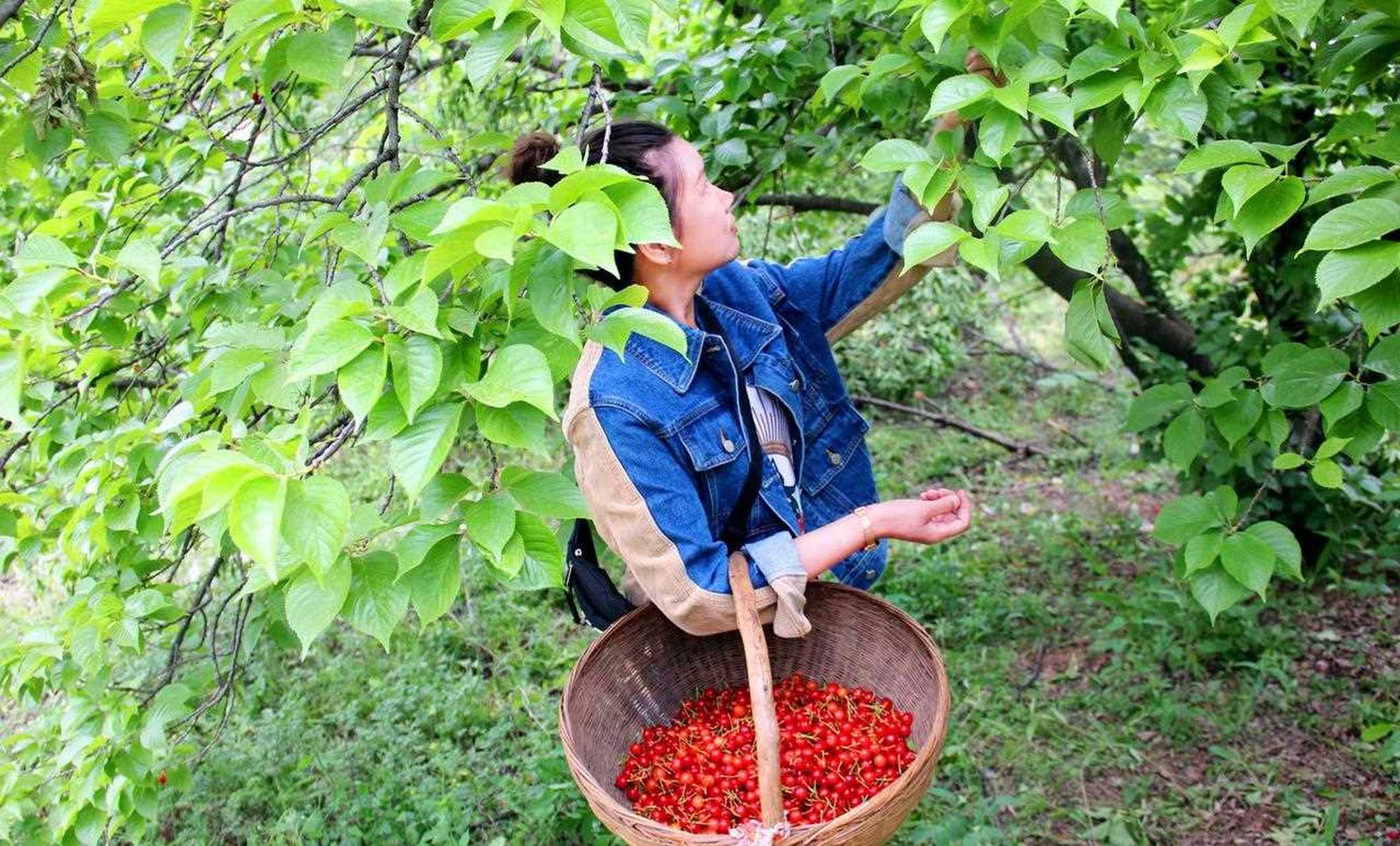 卢氏樱桃沟的樱桃熟了,辐射周边各村,镇