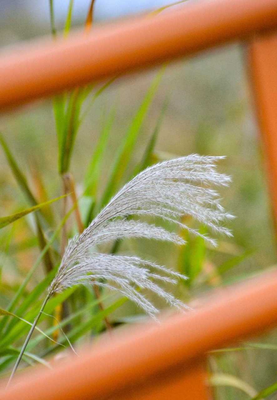 芦荻 芦花图片