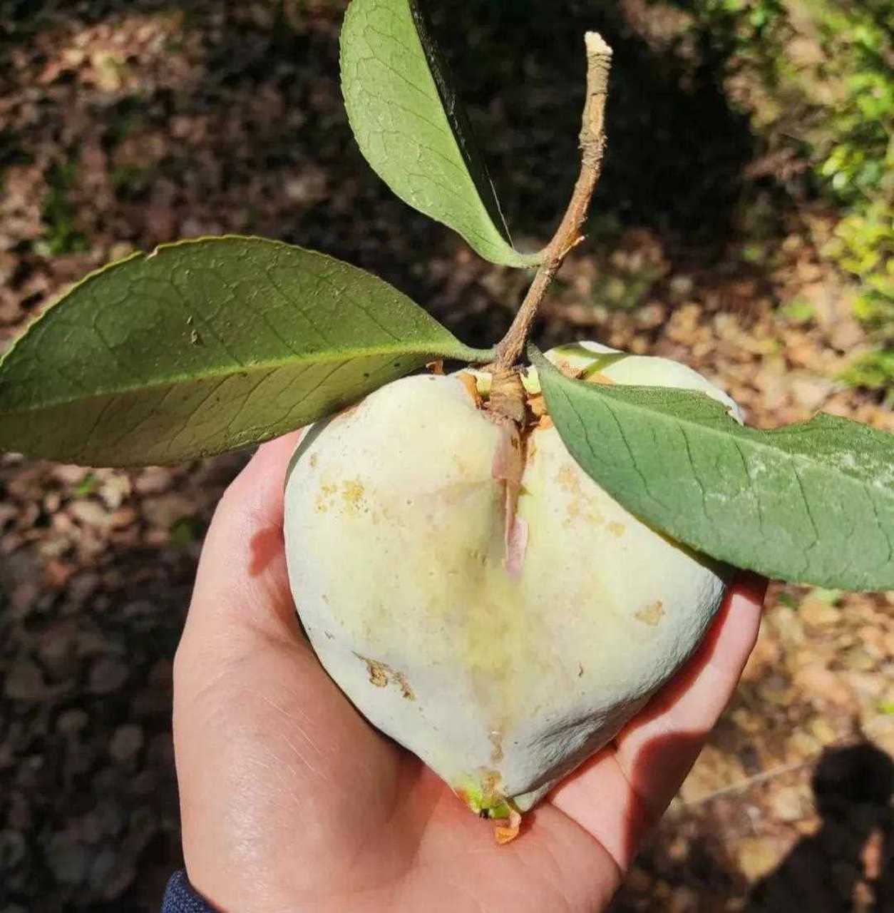 茶树包野果图片