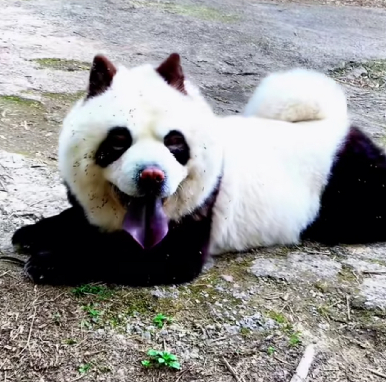 这是狗还是熊猫?