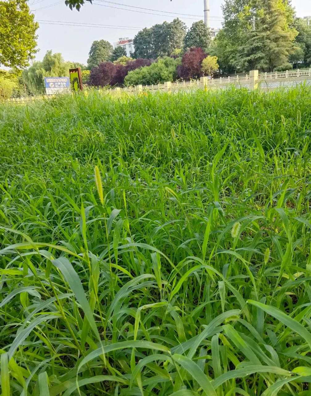 青青河边草里的小草图片