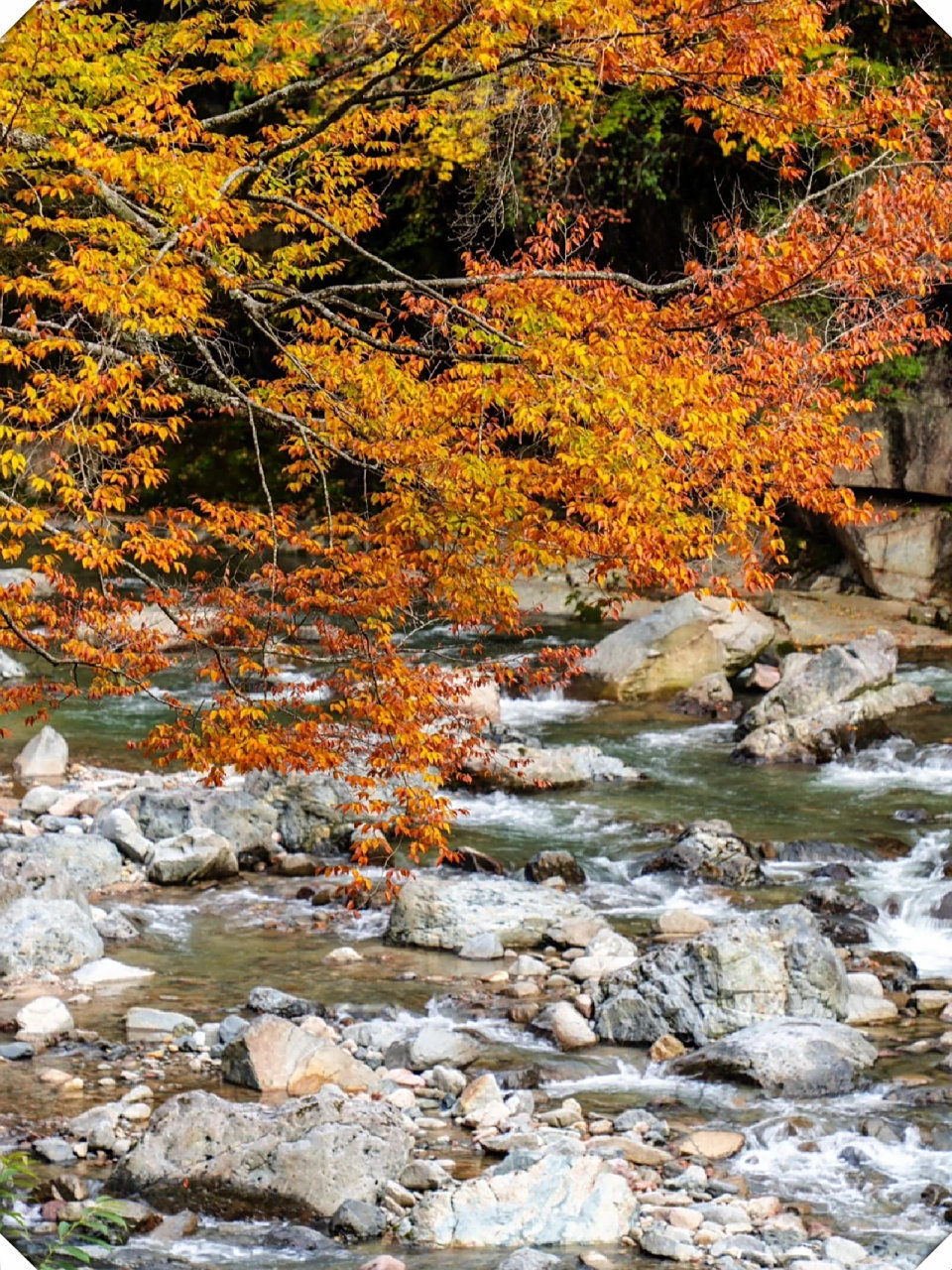 秋季出游推荐打卡地·巴中「米仓山」  94秋季出游推荐打卡地·巴中