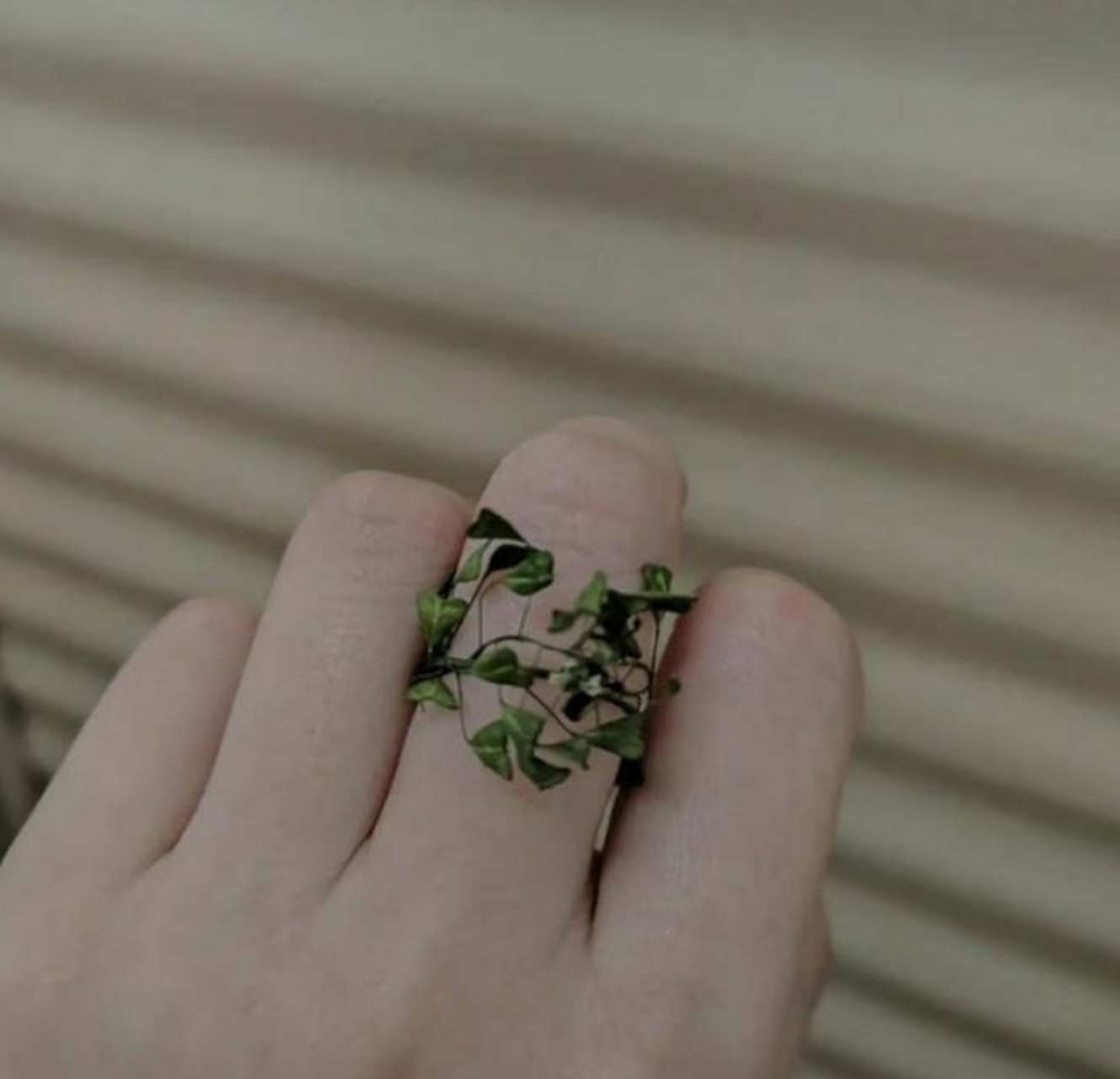 这是男朋友的求婚戒指,不到半天就要焉掉了,我该嫁给他吗?