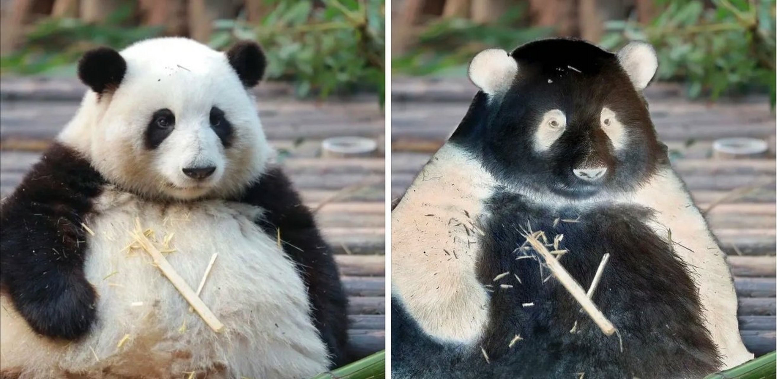 如果大熊猫黑白颠倒,那看起来很别扭[捂脸]