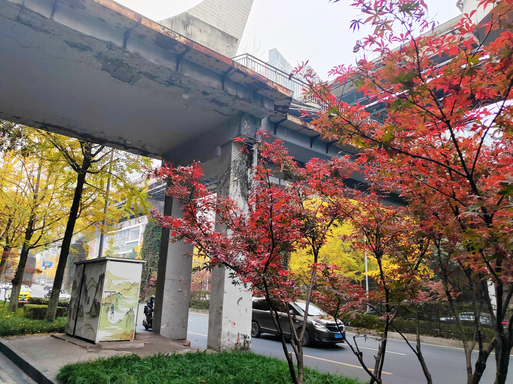 城市街道秋景进入岁末浓妆盛典#  初冬,重庆的大街小巷,随处可见金