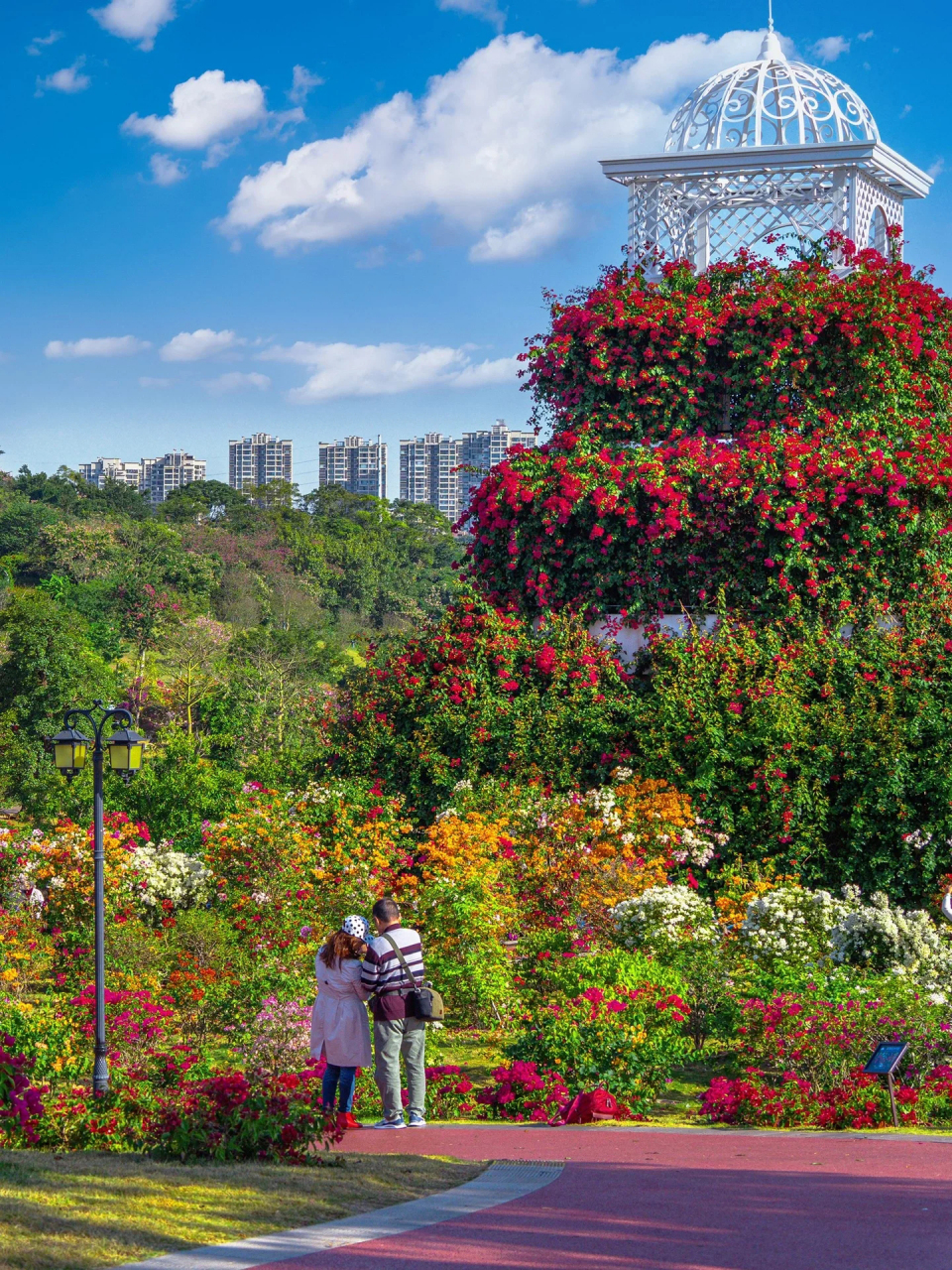 南宁的冬天怎么那么浪漫 青秀山东门的叶子花园再次惊艳了整个南宁 有