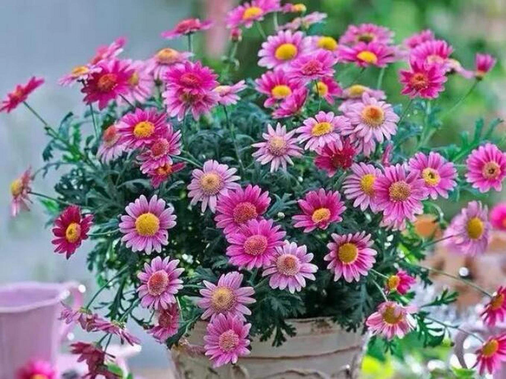 玛格丽特花又叫木春菊,蓬蒿菊,东洋菊等,是菊科木茼蒿属灌木植物