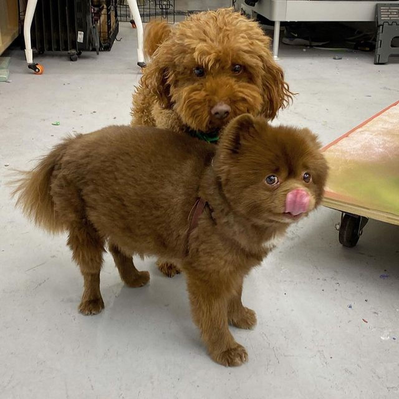 一只棕色博美犬因体型太大被宠物贩售业者嫌丑而抛弃,幸好遇到好心人