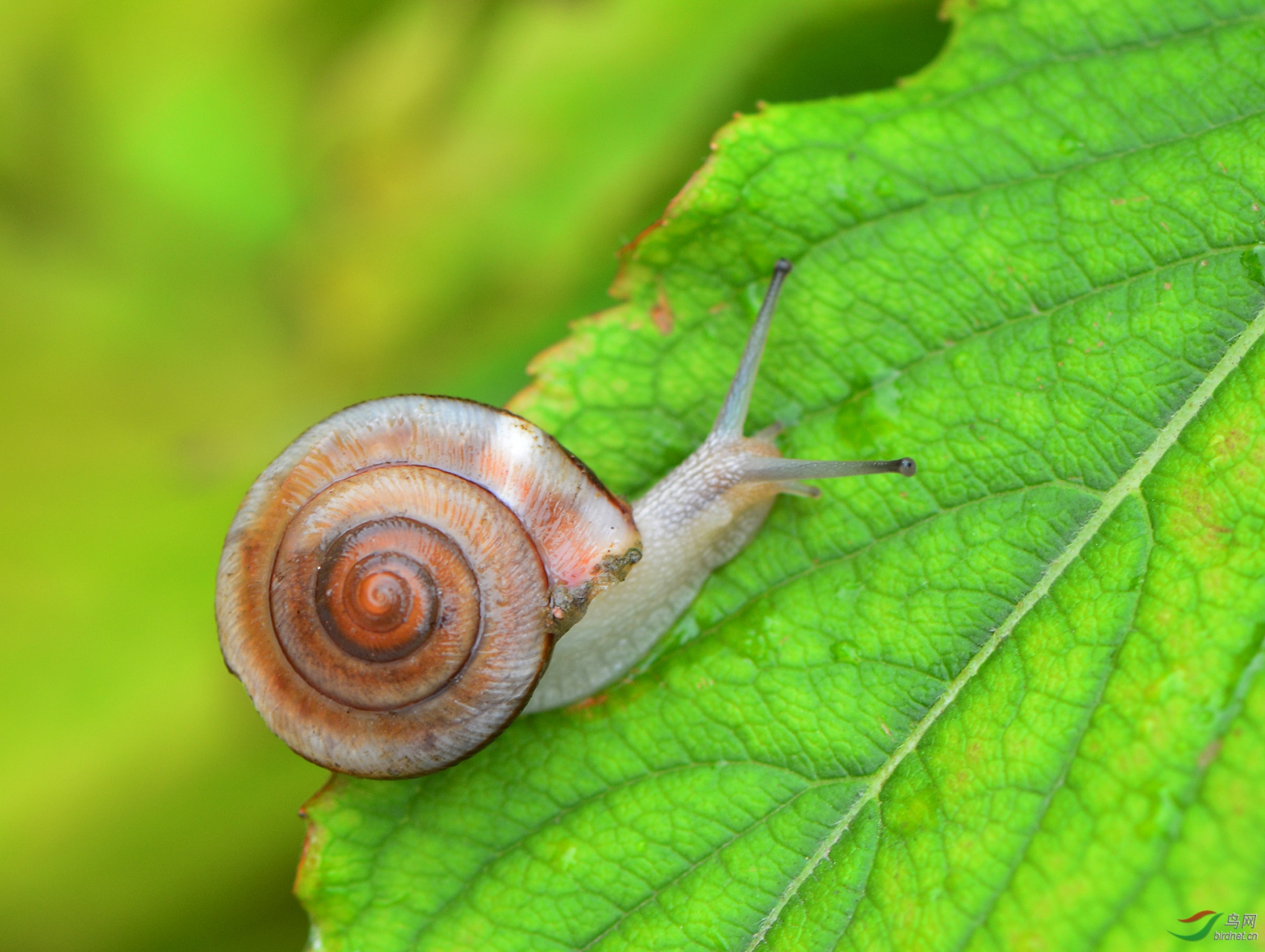 这些触角与蜗牛的味觉和嗅觉系统有关.
