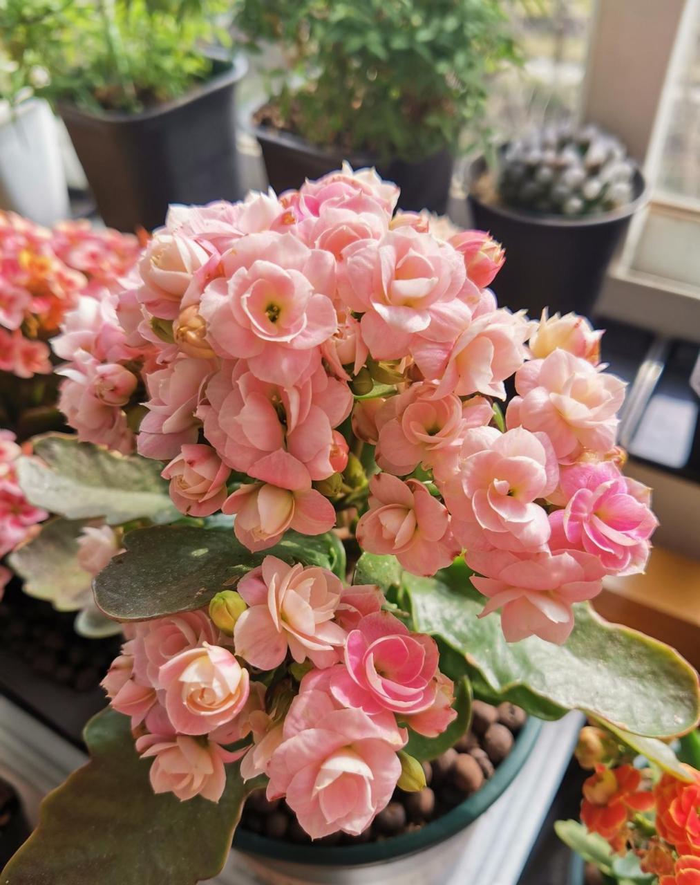 长寿花"维罗纳"开花的样子(也叫维纳斯,七彩祥云),中小型品种,特别爱