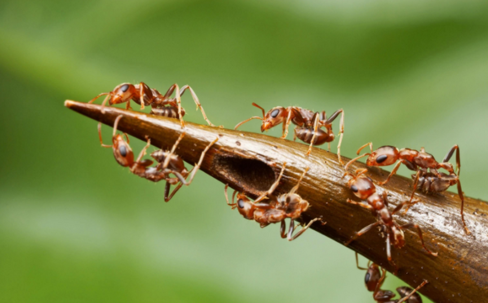 世界上蜇人最痛苦的十大昆虫:牛角相思树蚁(bullhorn acacia ant)  中