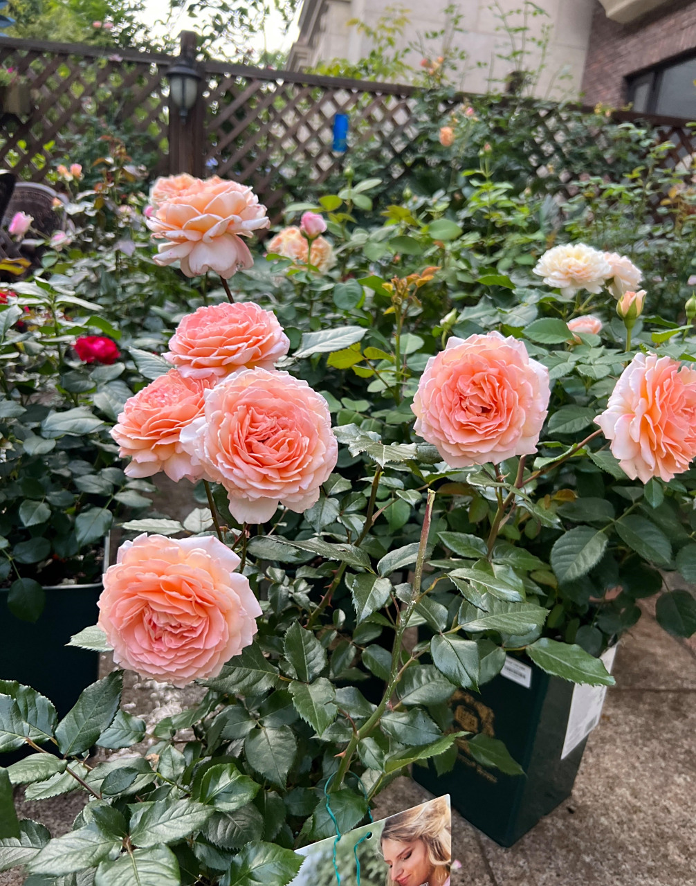 月季花"大公夫人",这几年很流行的新品种,小灌木,株高仅100公分左右