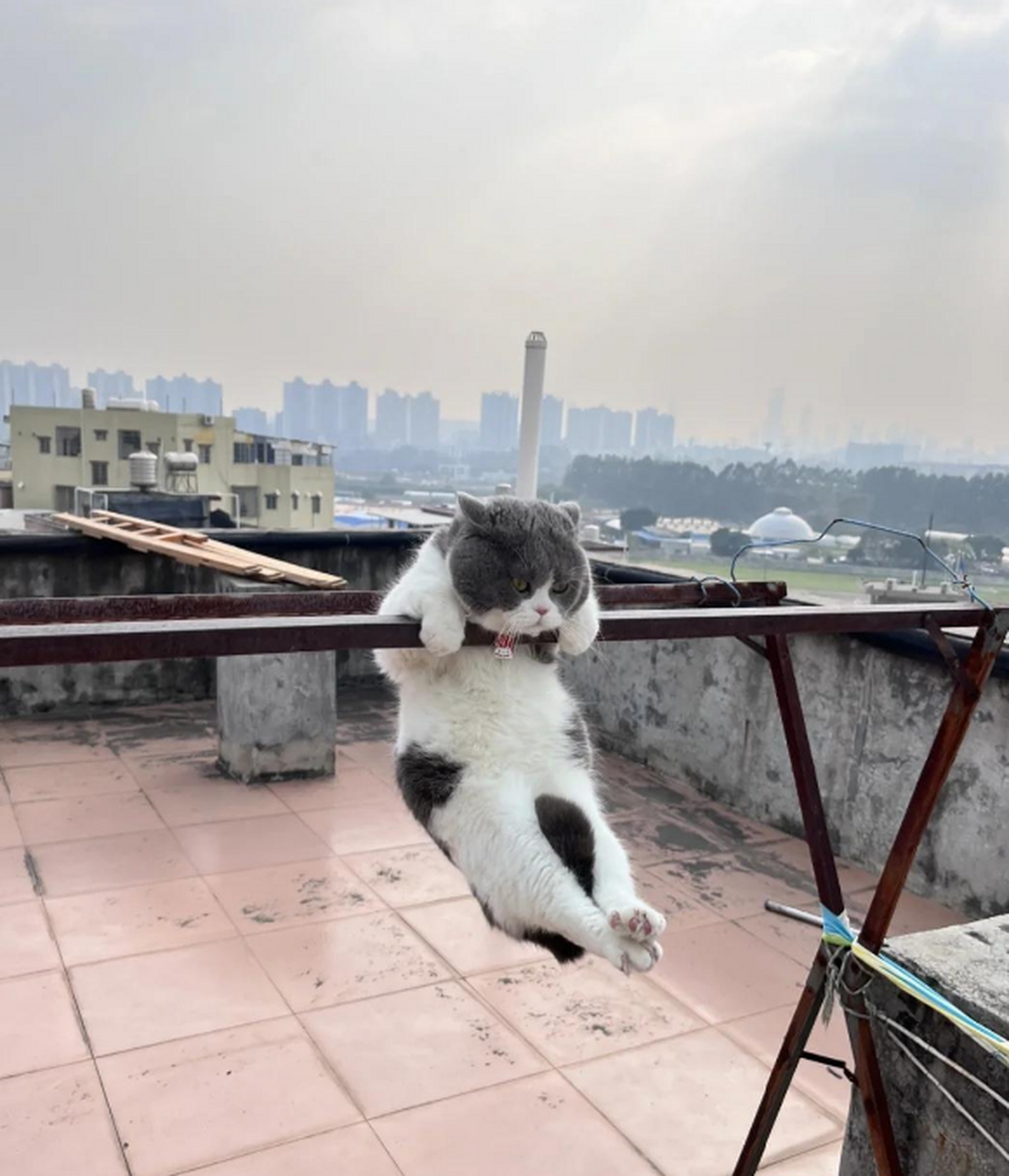 会锻炼身体的猫咪