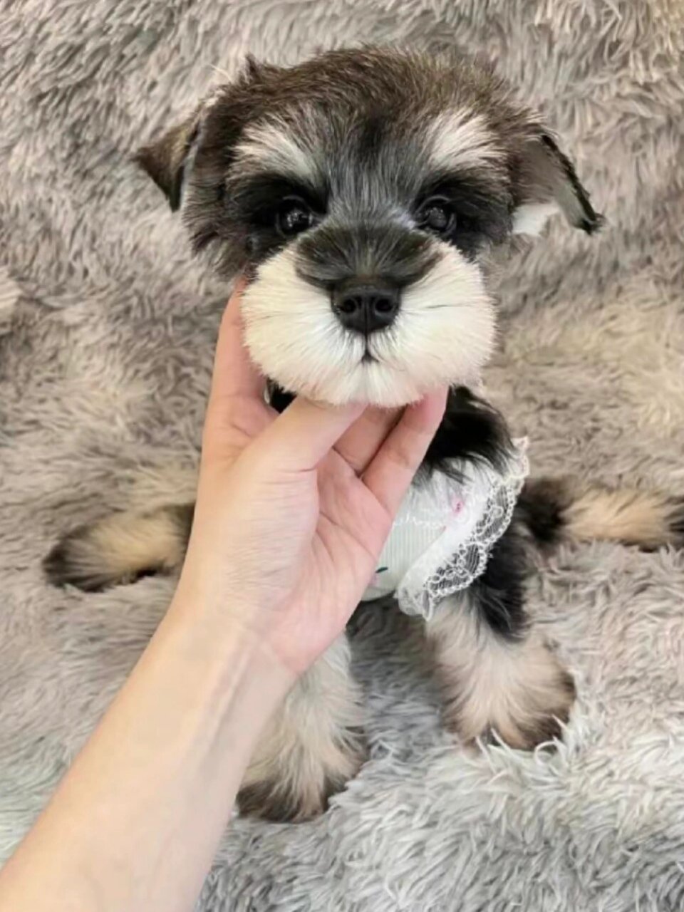 其独特的外观是雪纳瑞的一大优势,因为它展现出一种外国风情,同时又