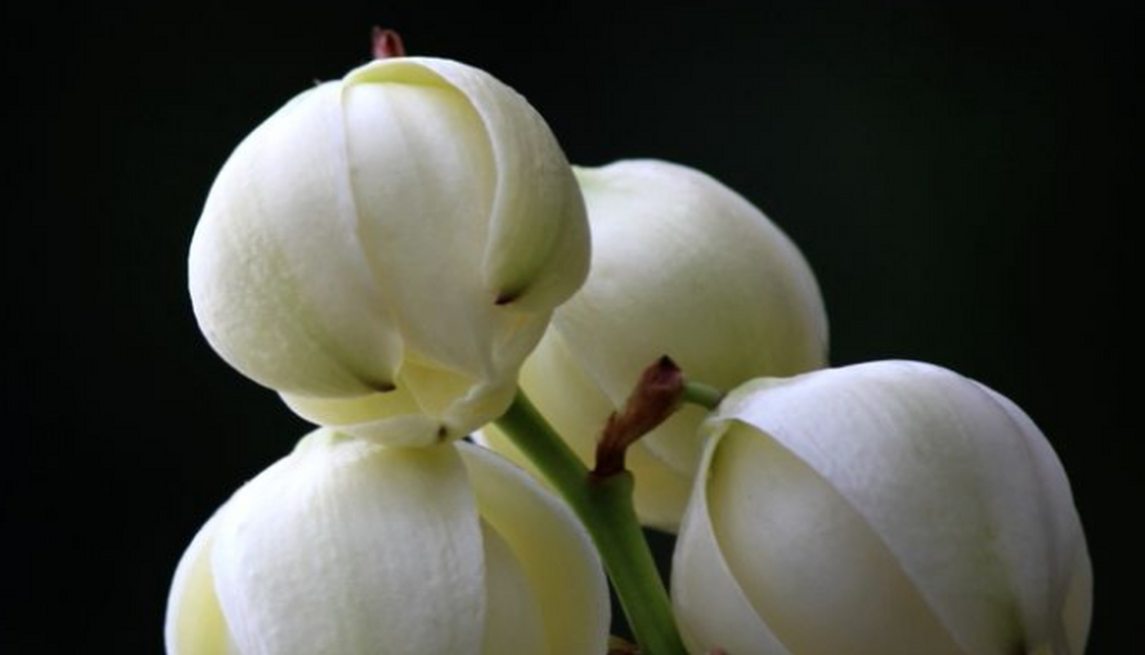 丝兰别名:软叶丝兰,毛边丝兰,洋波萝,百合科丝兰属植物.