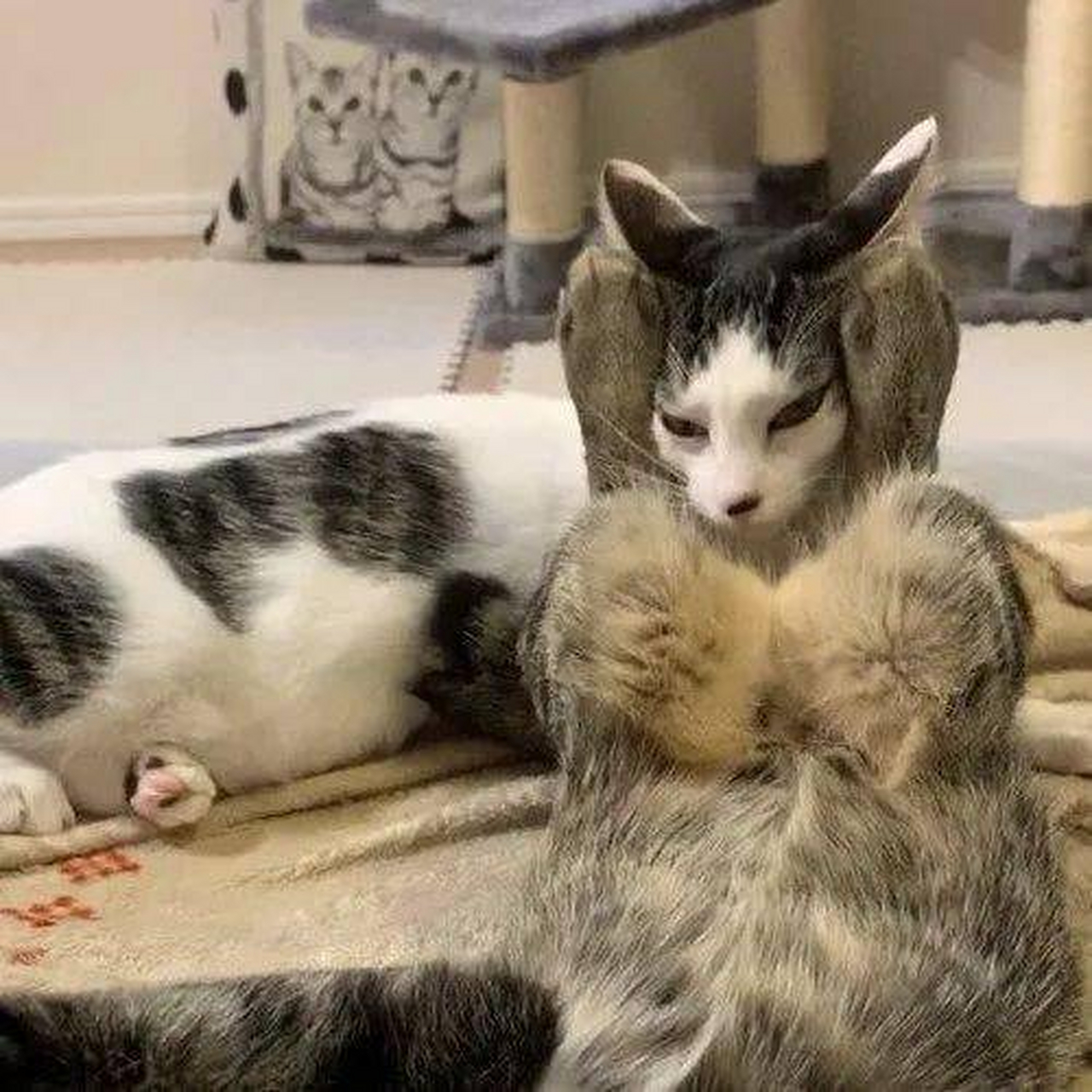 狸花猫打架,直接用剪刀脚夹住奶牛猫的脑袋,太厉害了02!