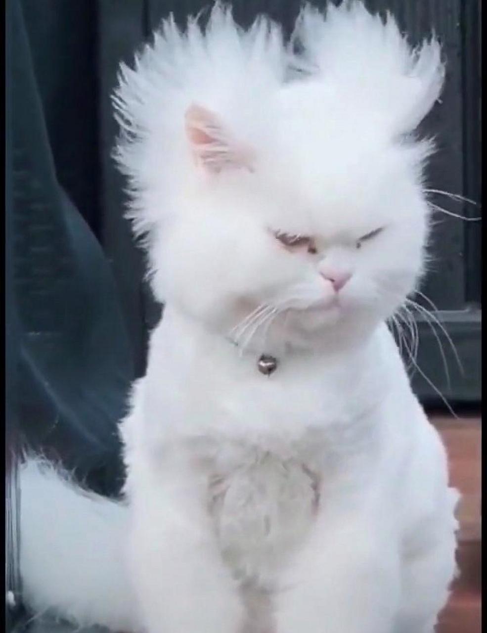 猫咪刚睡醒的样子,为什么看上去这么眼熟呢? #趣图搞笑