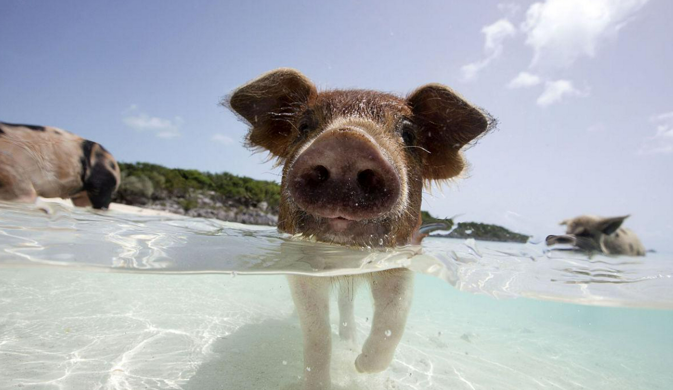 事实上,猪在水中游泳的能力要比大多数犬类强.