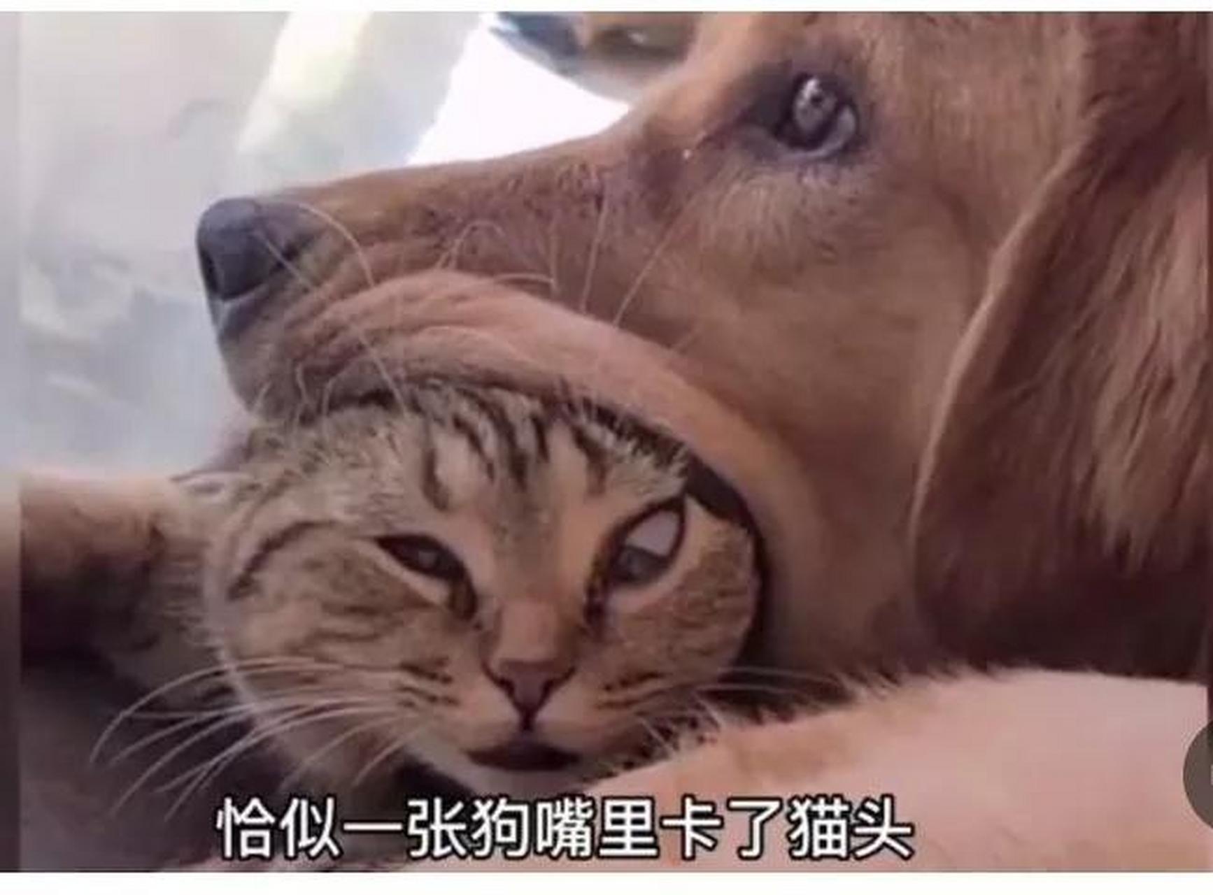 狗狗为什么那么喜欢咬猫的头?因为【喜欢】是的!