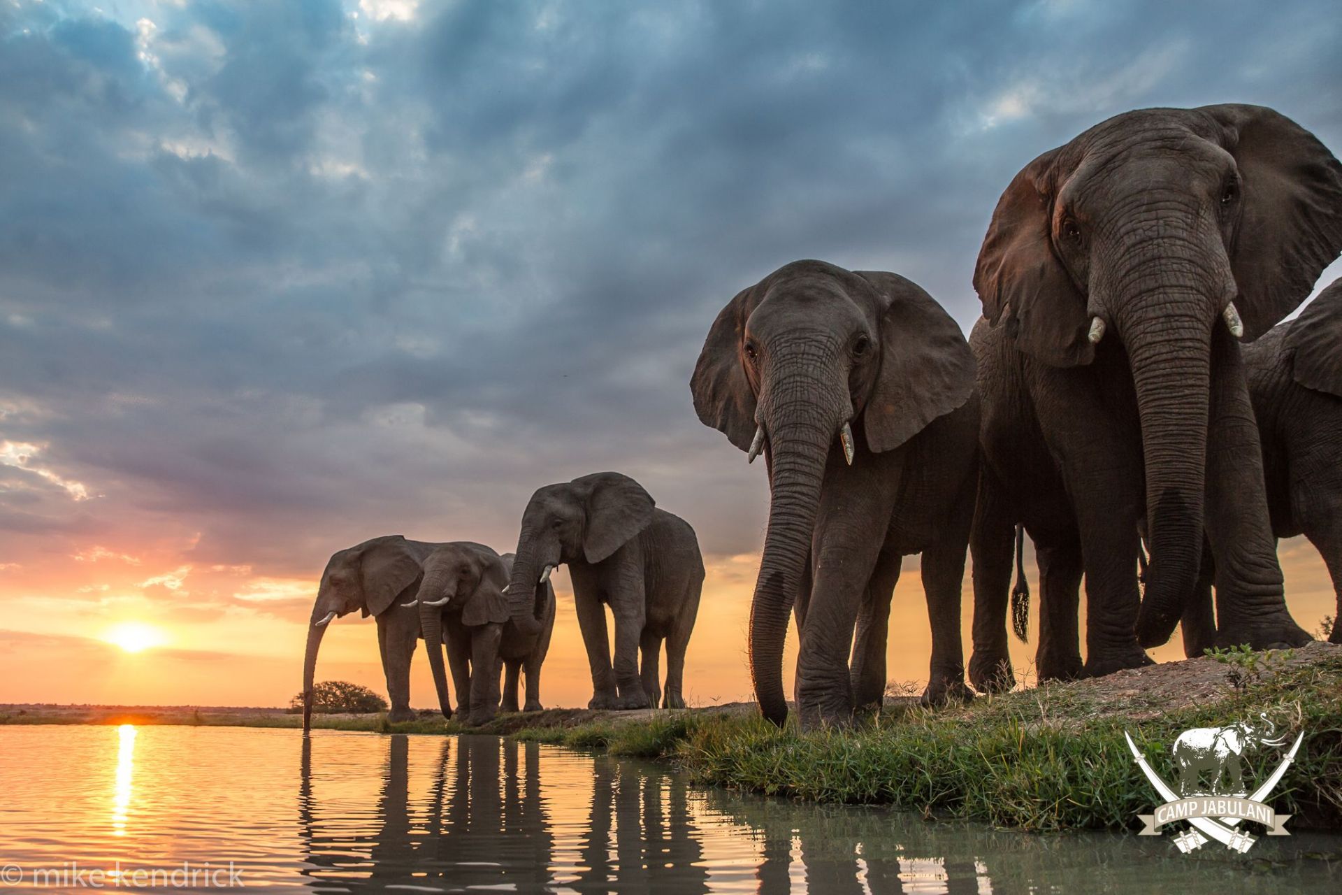 一项研究说,最重的是白尾鹿,它们占了陆地上所有野生动物重量的10%.
