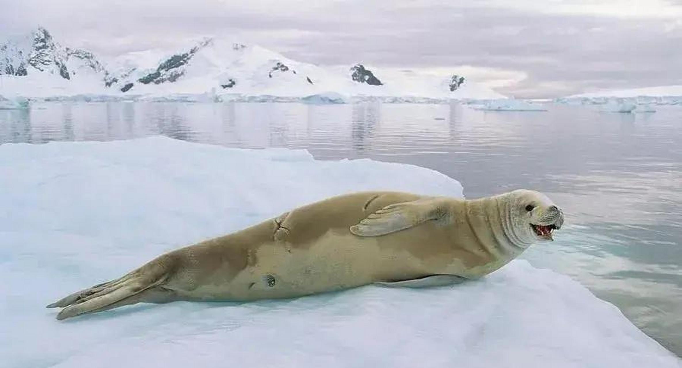网友:食蟹海豹,长最凶狠的牙齿,吃最怂的食物.