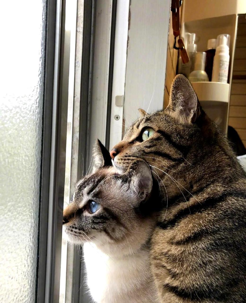 体型较大的猫咪依偎在体型较小的猫咪身上,一同欣赏风景.