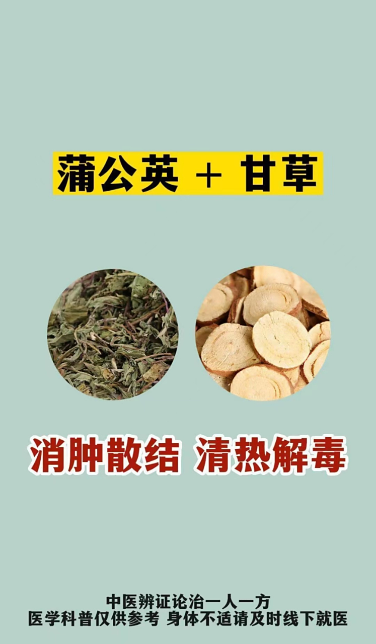 蒲公英巧搭配,消散结节作用大!#肺结节