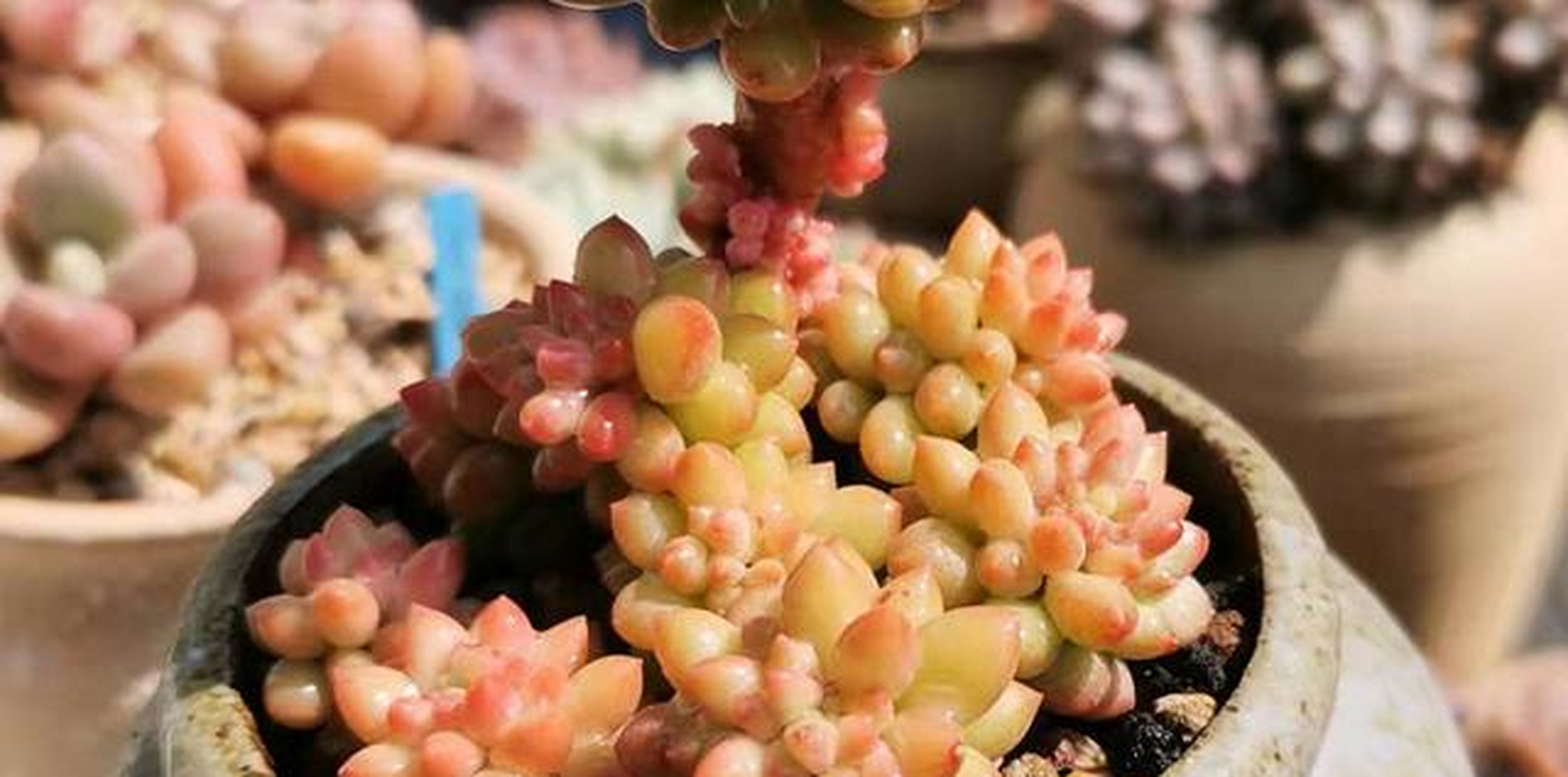 龙骨玉缀具体资料不详,大概是玉缀或新玉缀的杂交后代,为小型多肉品种