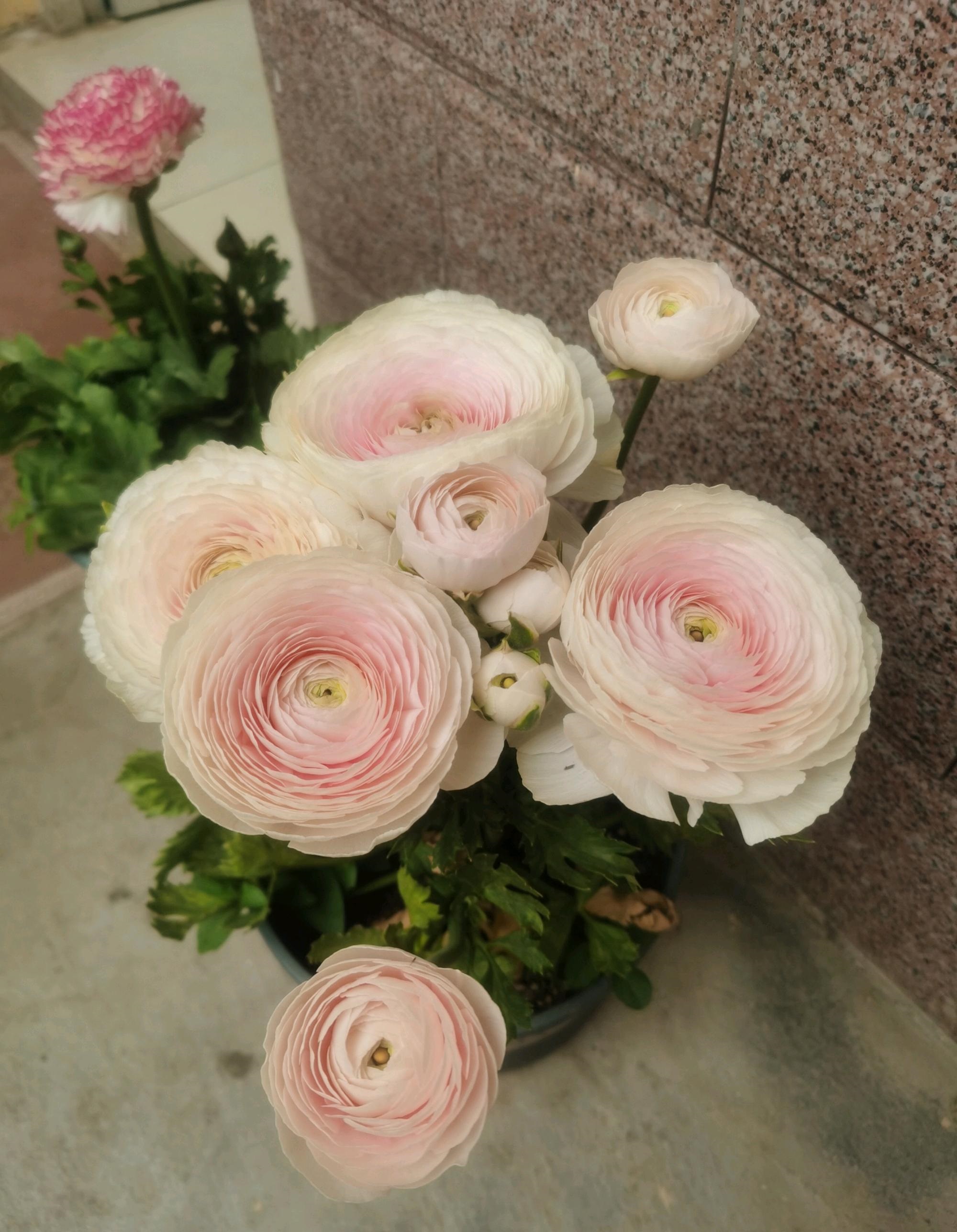 冬季和早春,养花就选"花毛茛",别名洋牡丹,球根植物,典型的冬种型,一