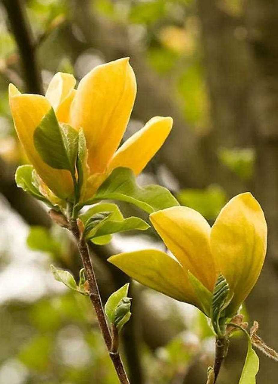 分享图片—黄玉兰.  (图片来源网络)[什么鬼]