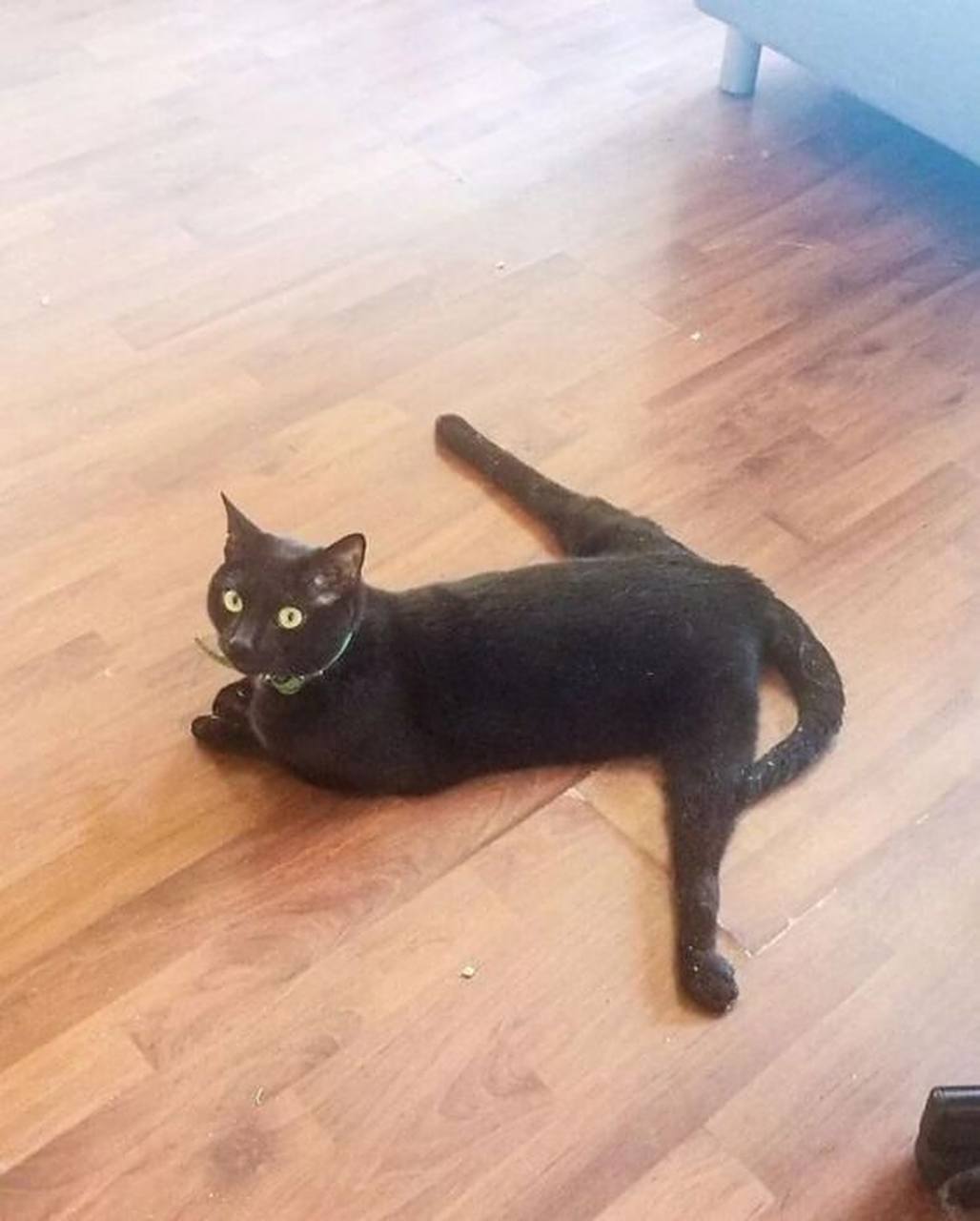 这猫劈叉的技术超过大部分人了吧  #趣图搞笑