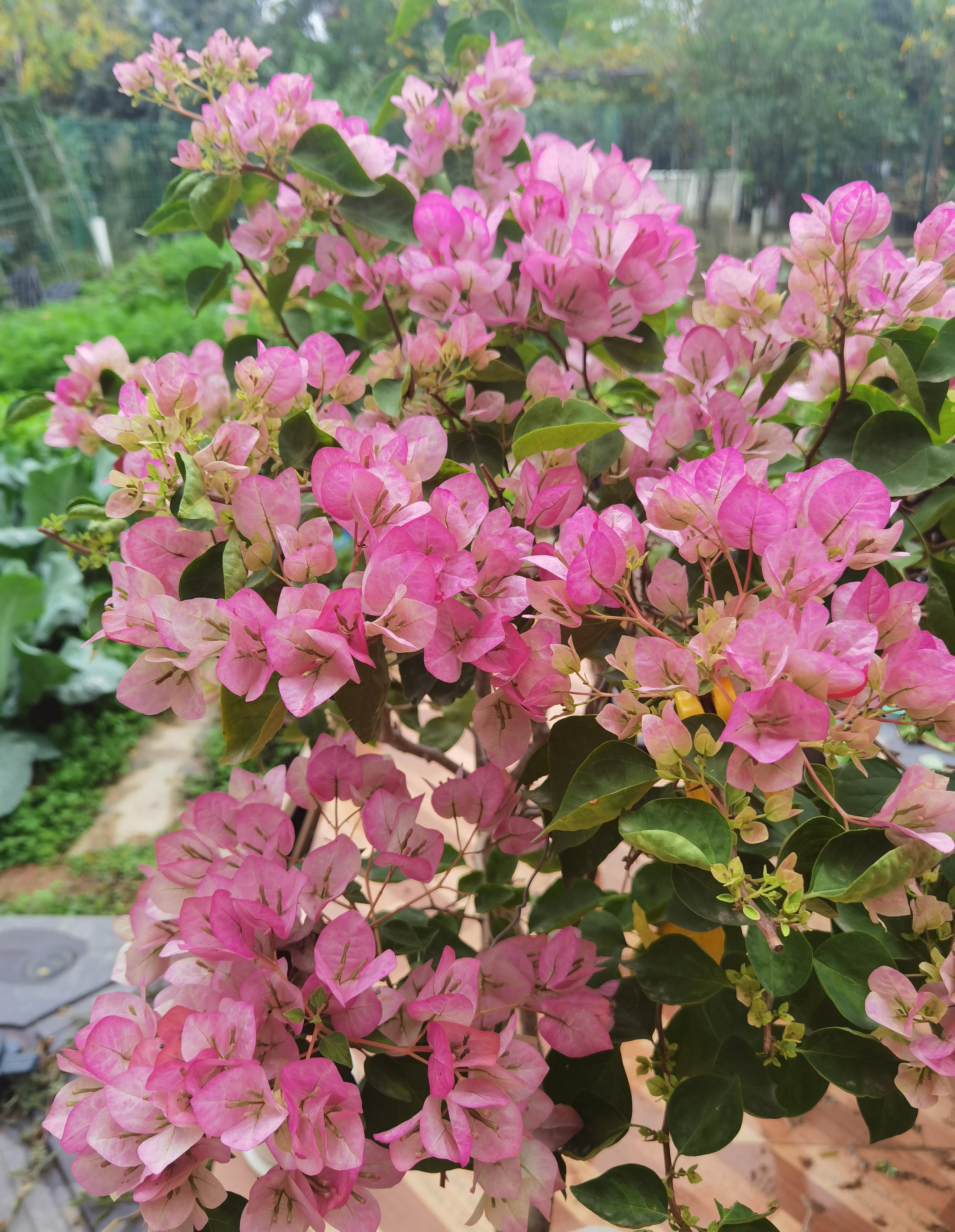 三角梅"绿叶五宝"开花的样子,该品种,株型美观,花叶俱美,花期持久,还