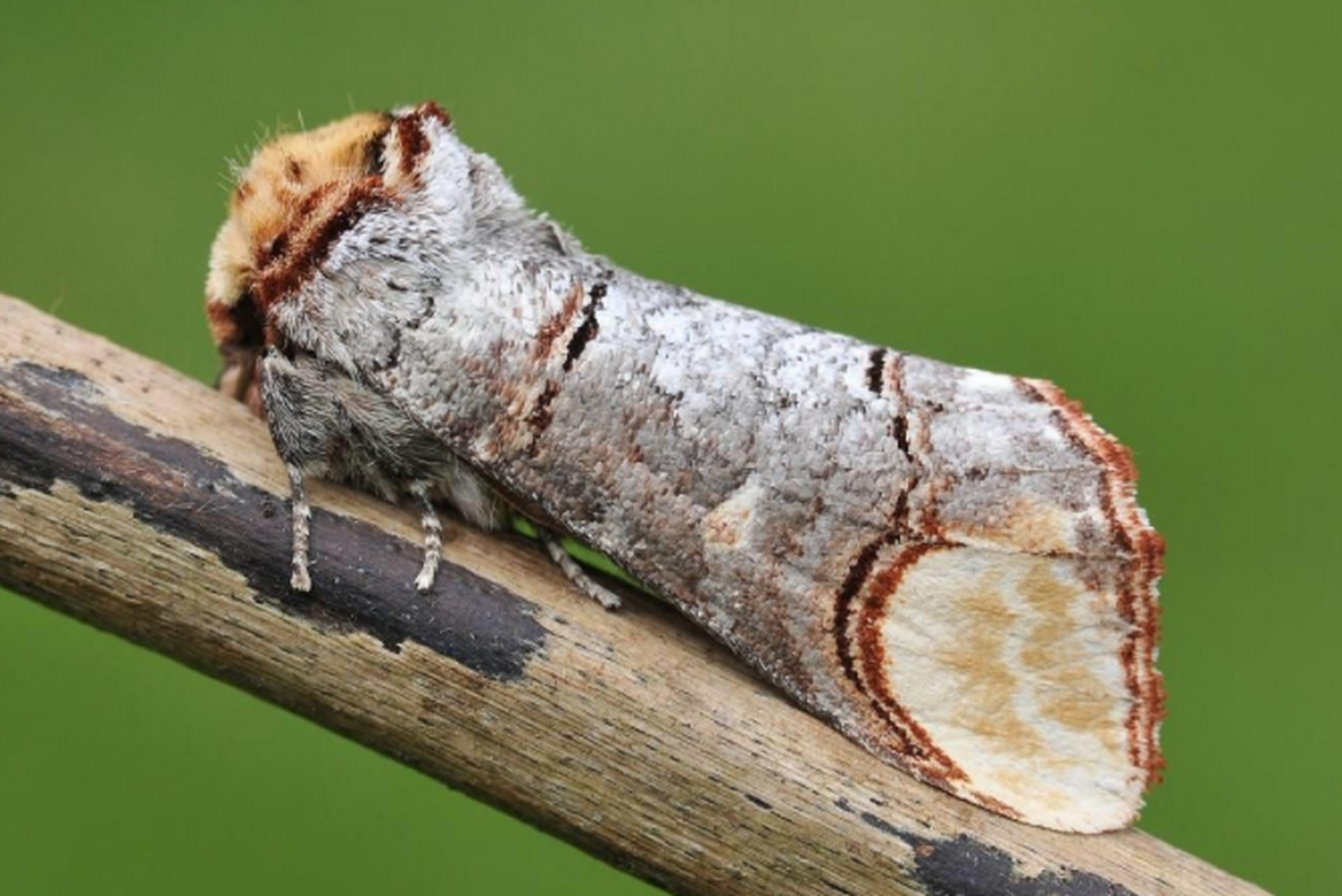 圆掌舟蛾是所有蛾子品种中最会伪装的蛾子,每当它遇到天敌时就会立刻