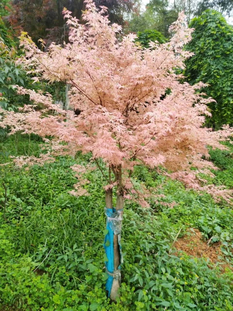 广西桂林全州绿泰苗木基地  主营造型泰乐,流泉红枫,日本红枫,红小袖